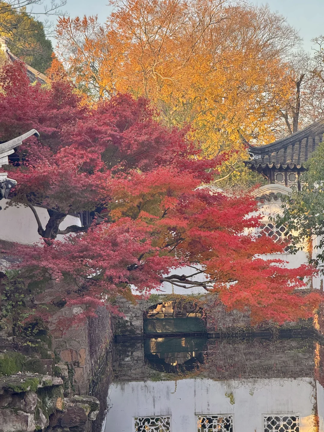 11.29live｜拙政园的秋色美疯了！！！！！🍁
