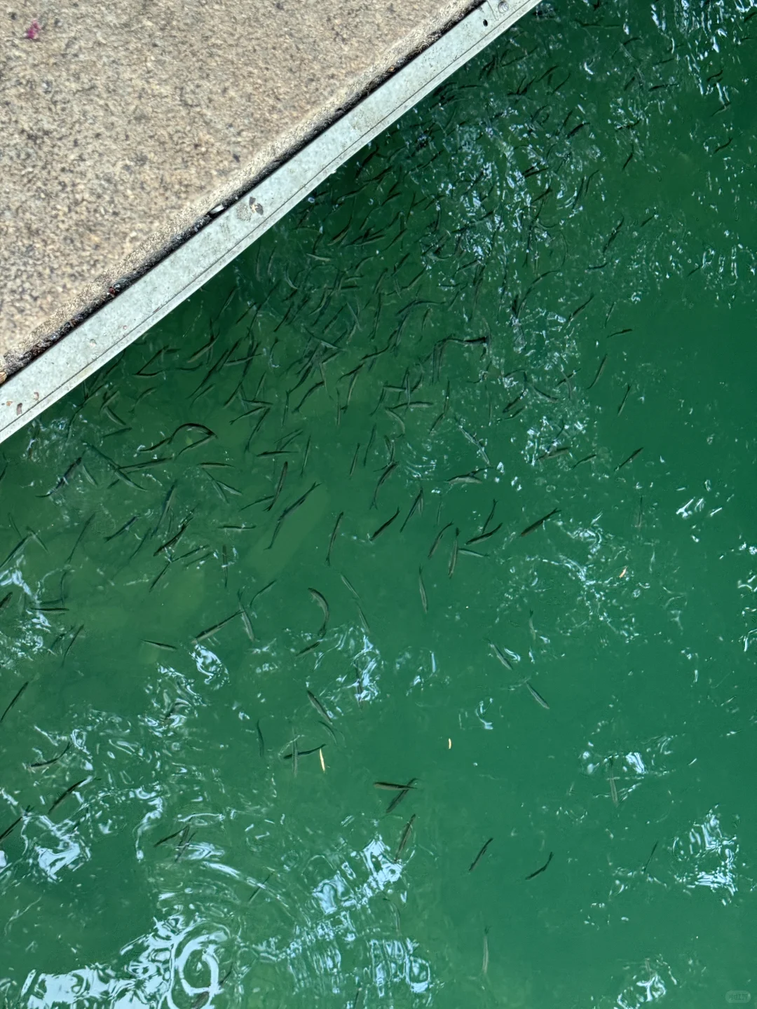 我宣布这是在苏州最漂亮的小镇了