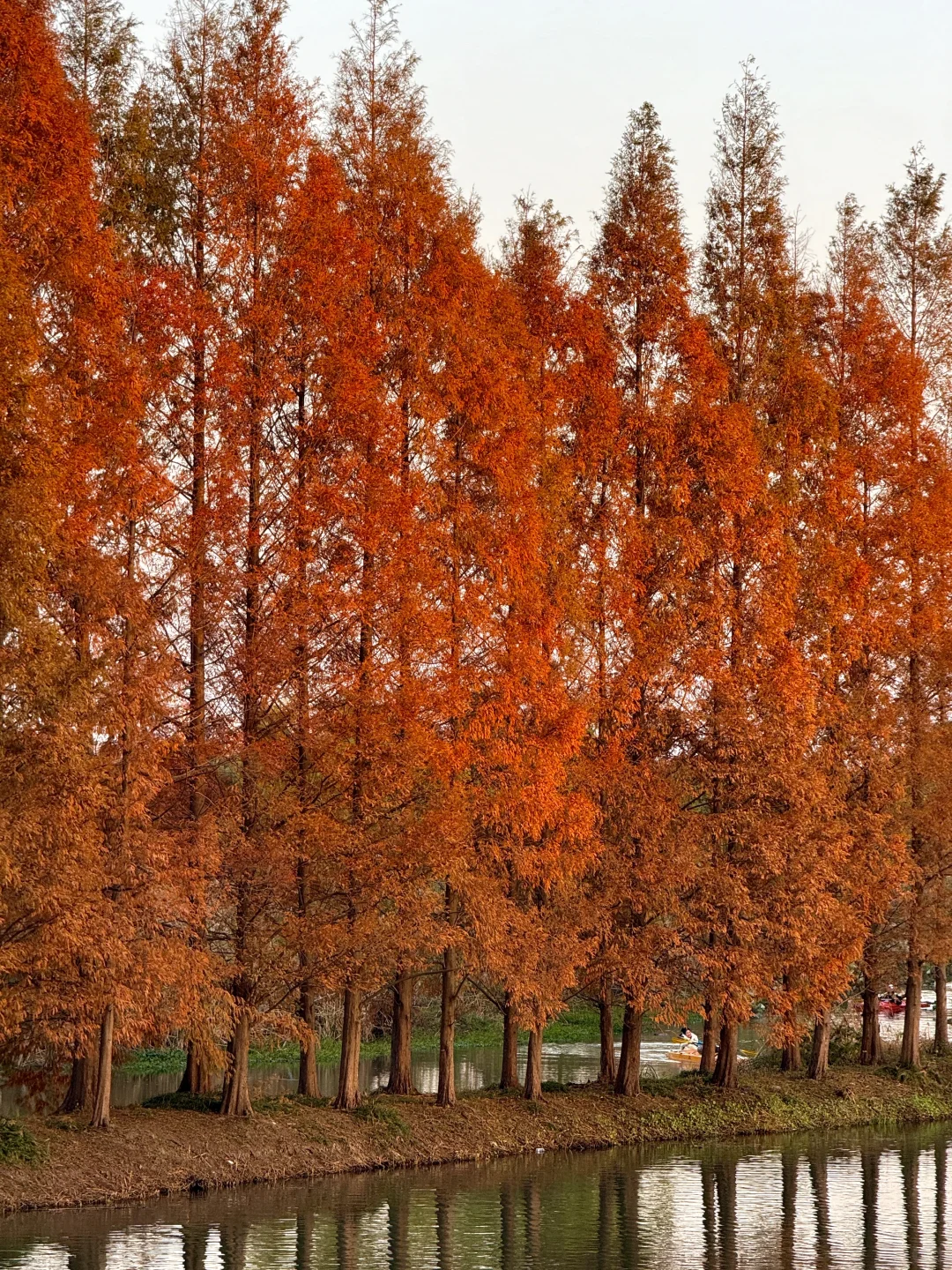 已经开始期待苏州的秋天了！！