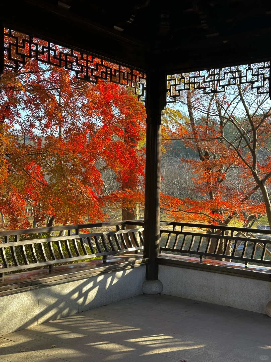 12.1实况！南京的秋天美疯了（合集附地址…