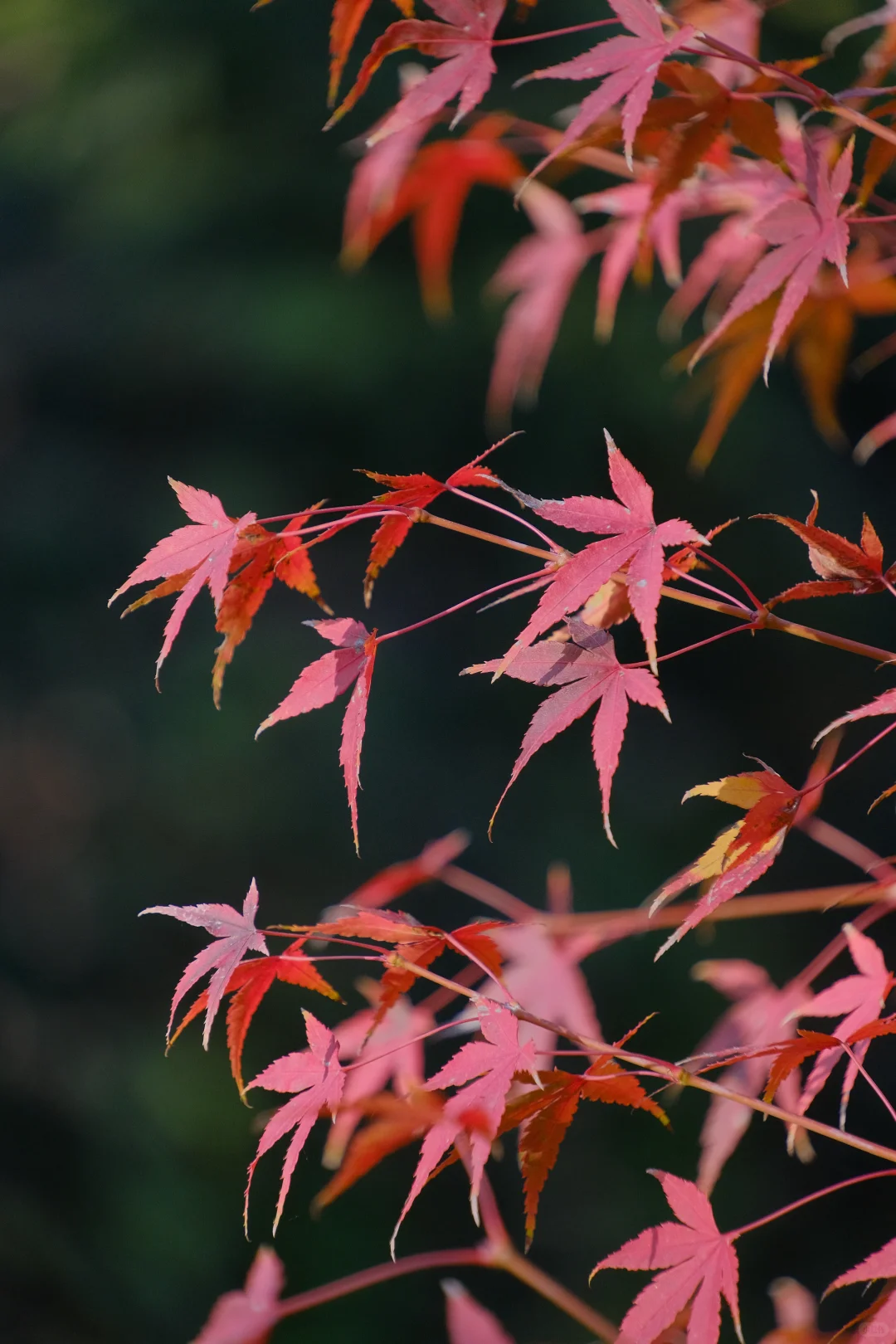 中国四大名园之一，拙政园🍂