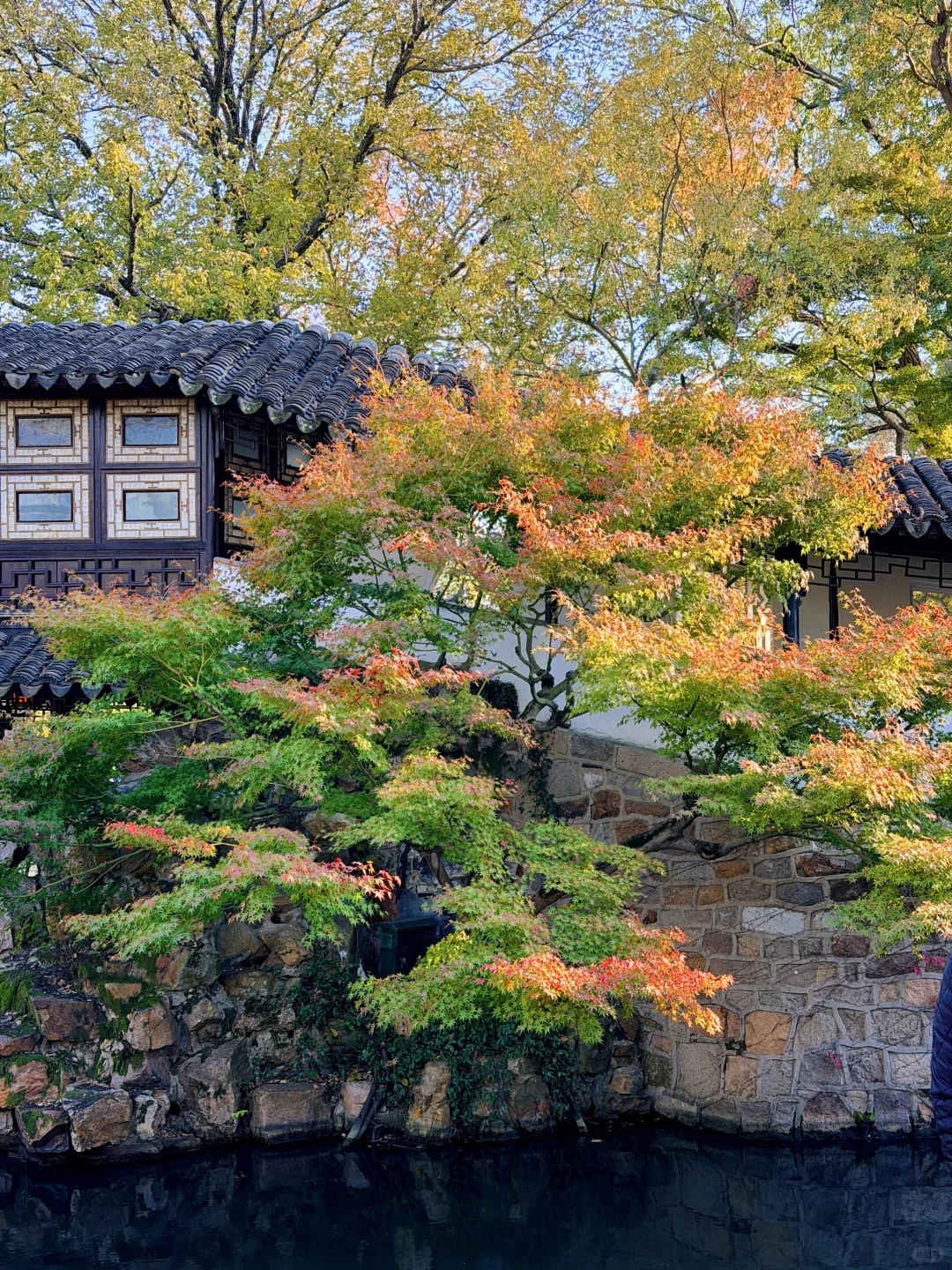 拙政园实况❗️苏州秋天的美，真的很难不爱❗️