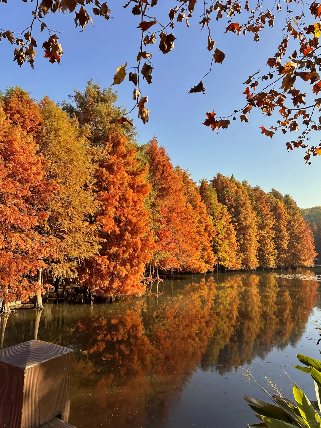 12.1实况！南京的秋天美疯了（合集附地址…