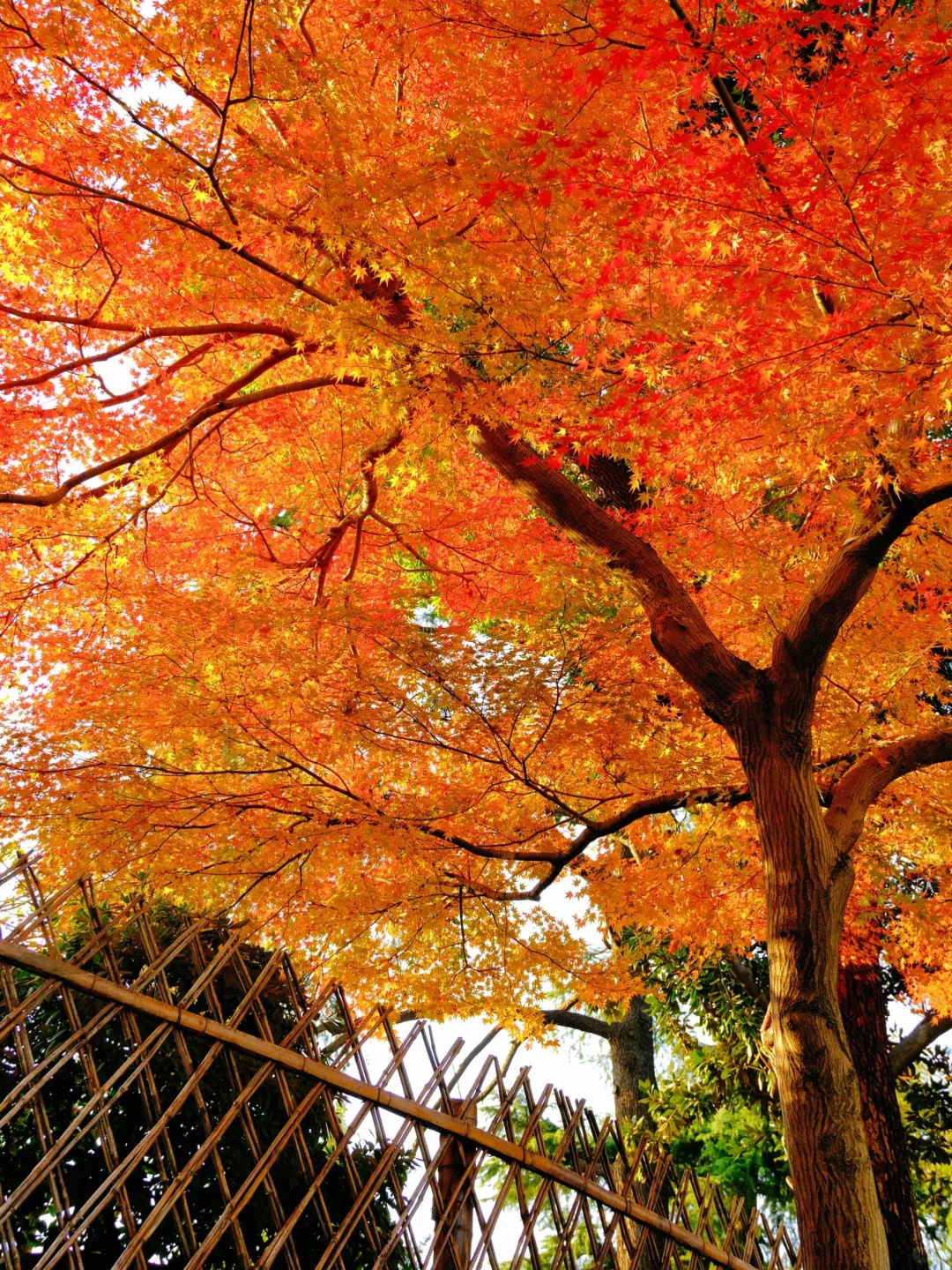 11.29live｜拙政园的秋色美疯了！！！！！🍁