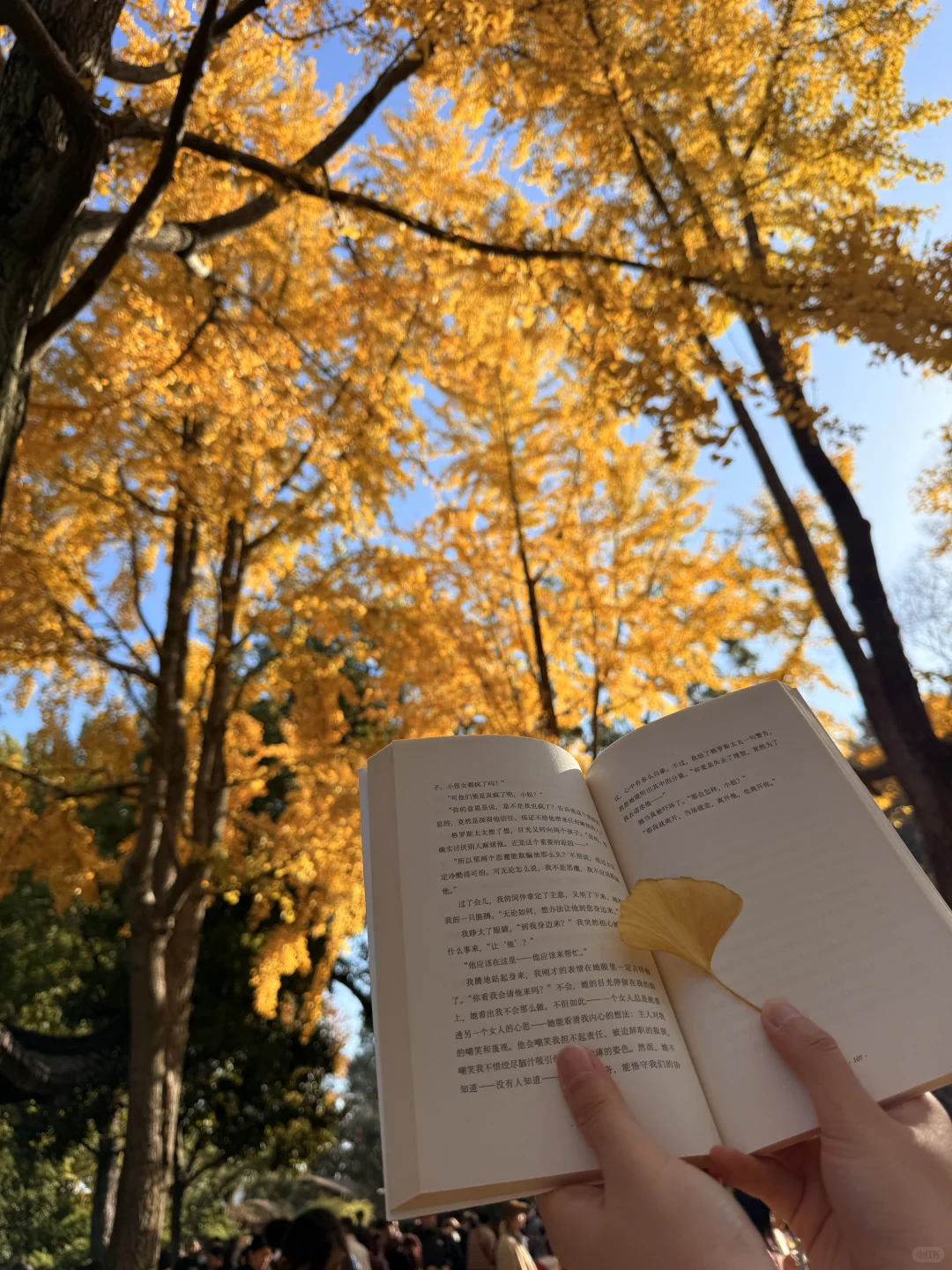 苏州最佳赏秋时间已到！！附拙政园超详细攻略