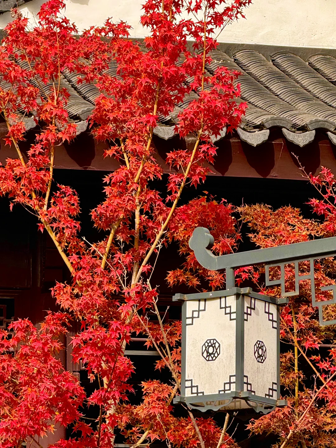 苏州园林的红枫 🍁 真的美炸了！！！
