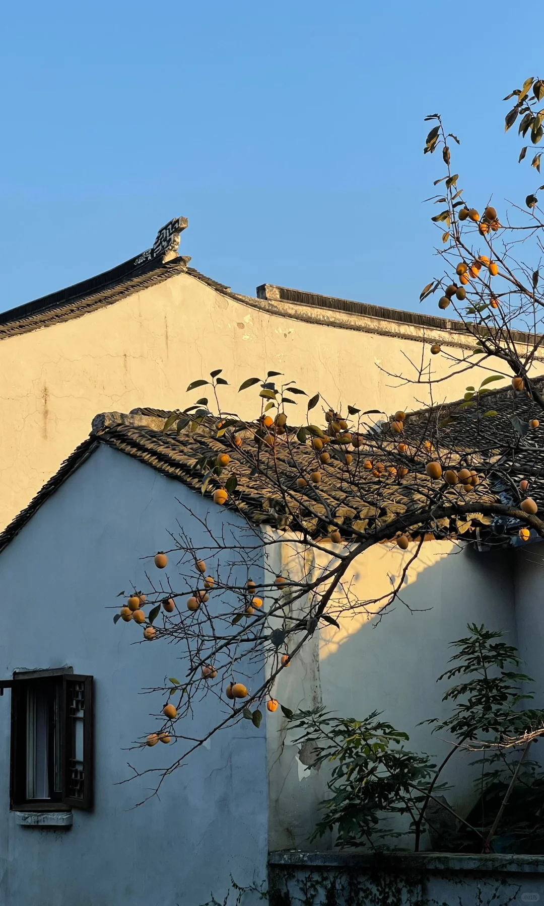 18张live图🍁告诉你苏州秋天有多美！！