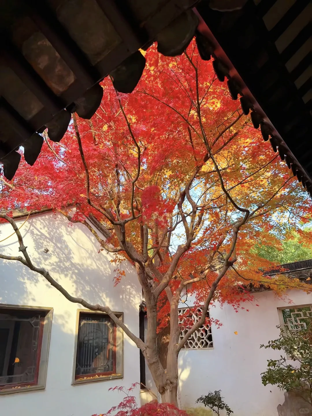 第一个发现苏州这个五彩秋景的人是个天才吧