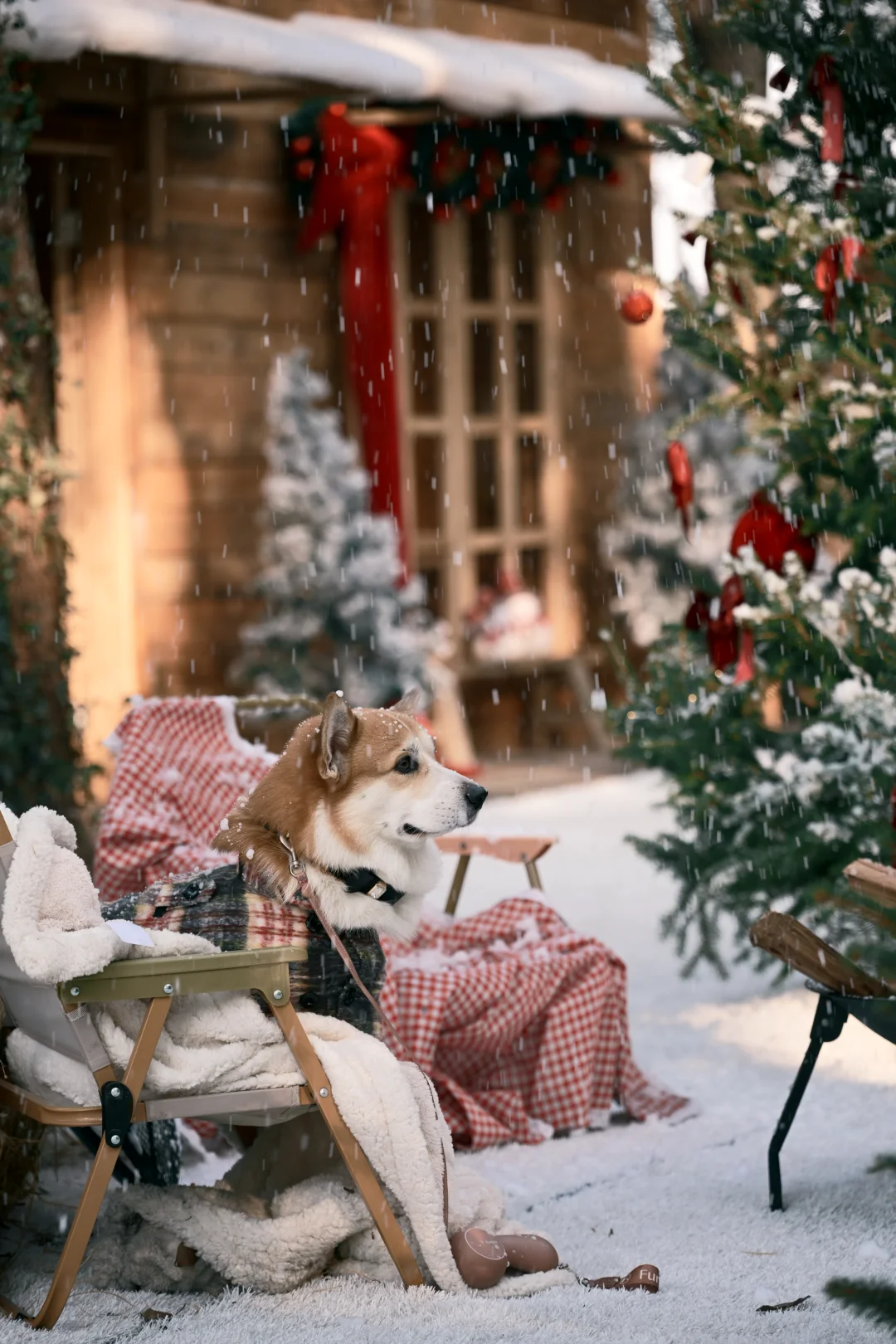阳澄湖这里的飘雪，也太太太太太好拍了吧！！！