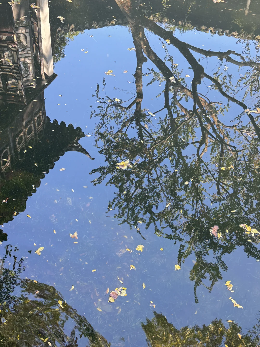 苏州的秋天鲨疯了！！😭