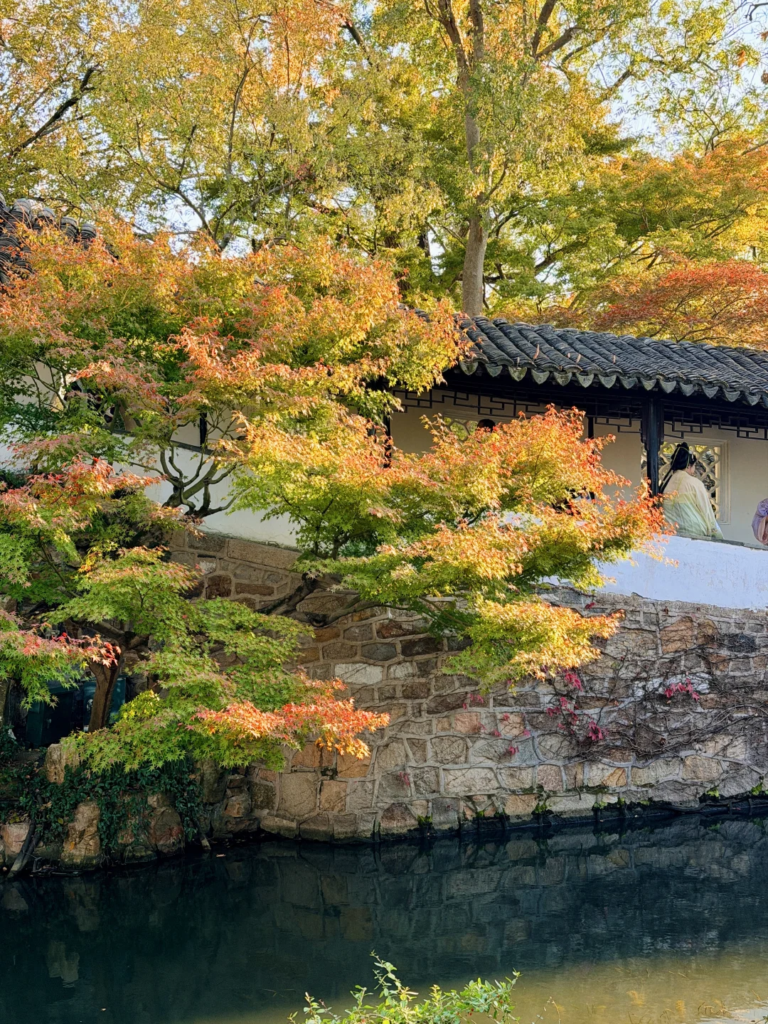 拙政园实况❗️苏州秋天的美，真的很难不爱❗️