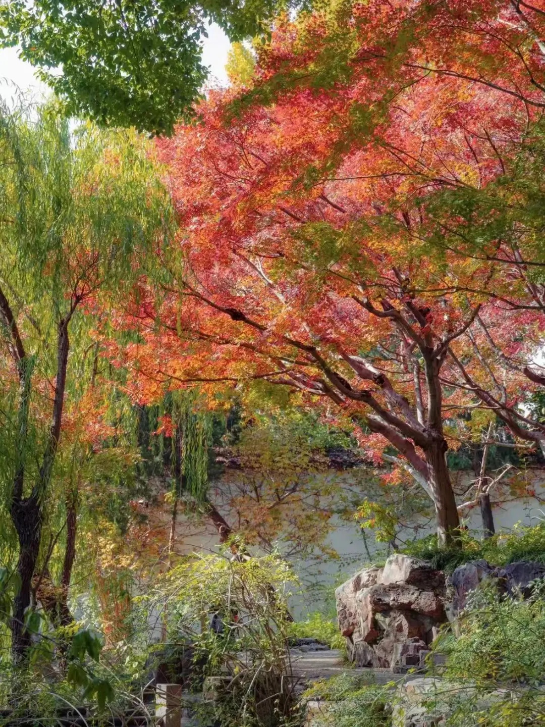 🔥留园·红枫|苏州秋色第一波