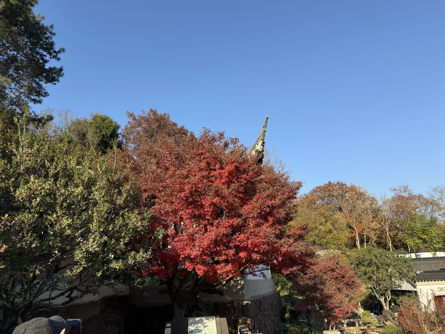 苏州的的秋马上要结束了