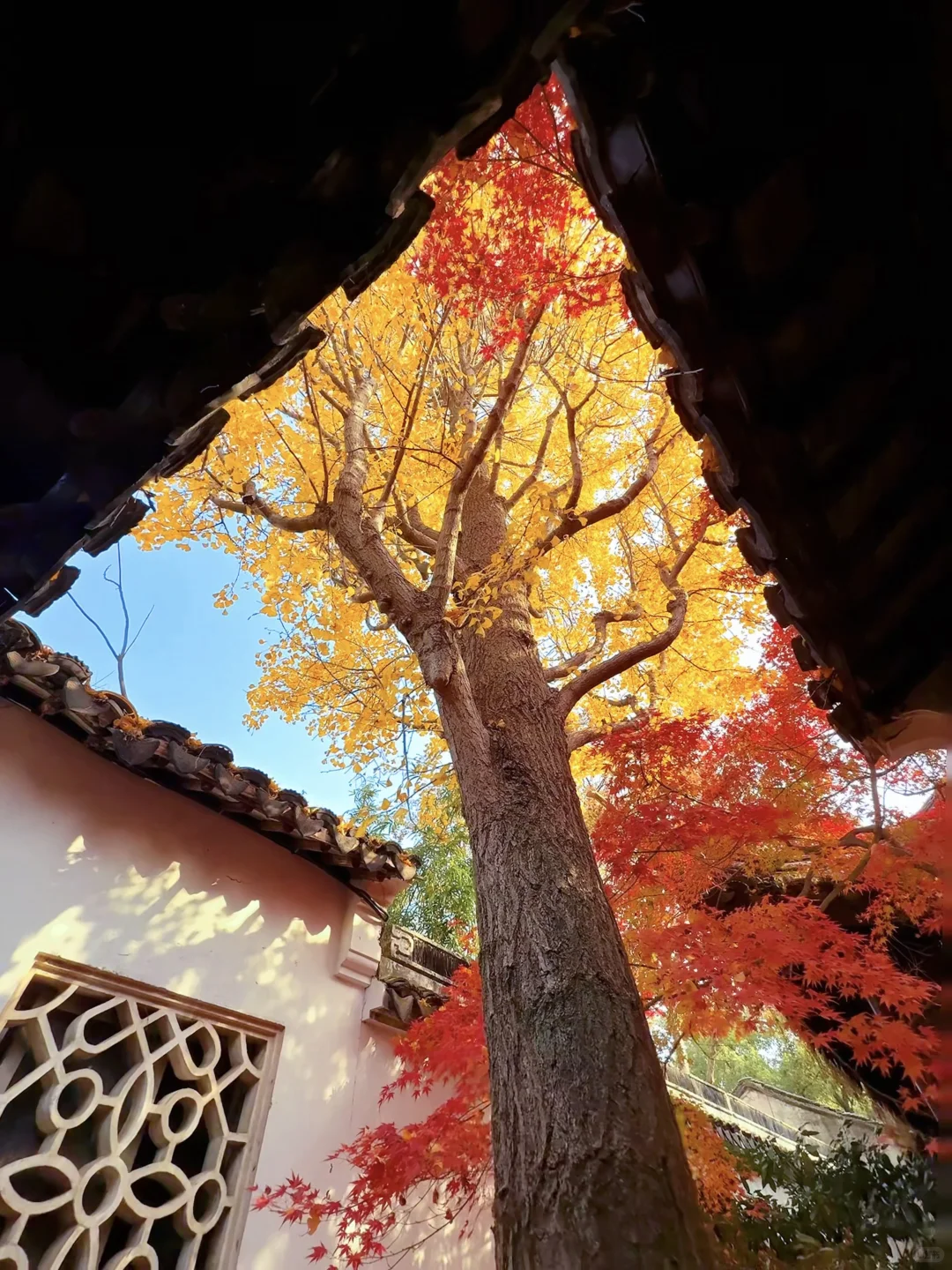 第一个发现苏州这个五彩秋景的人是个天才吧