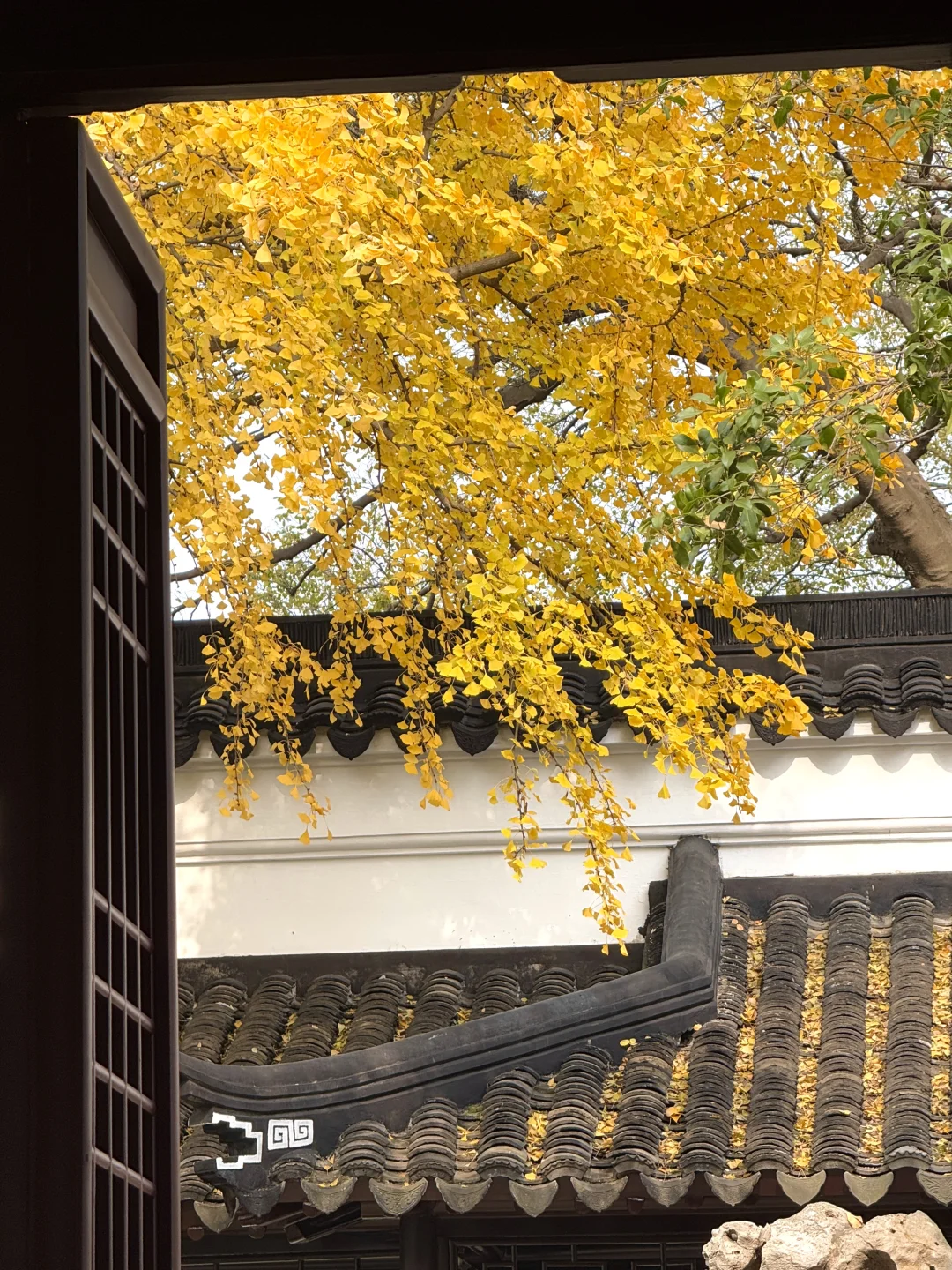 Live🍁接下来的苏州，将迎来封神级别的秋天