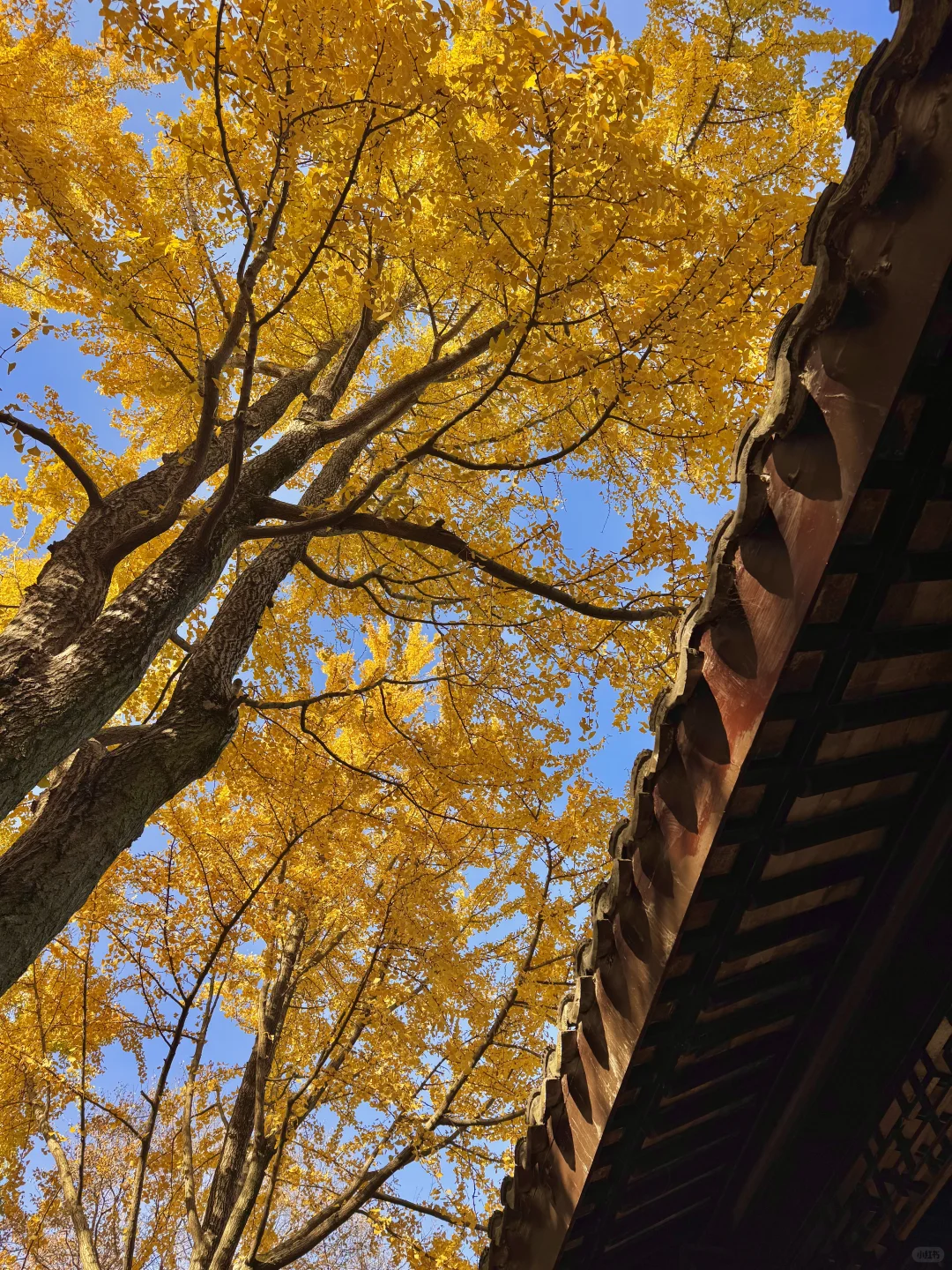 11.29live｜拙政园的秋色美疯了！！！！！🍁