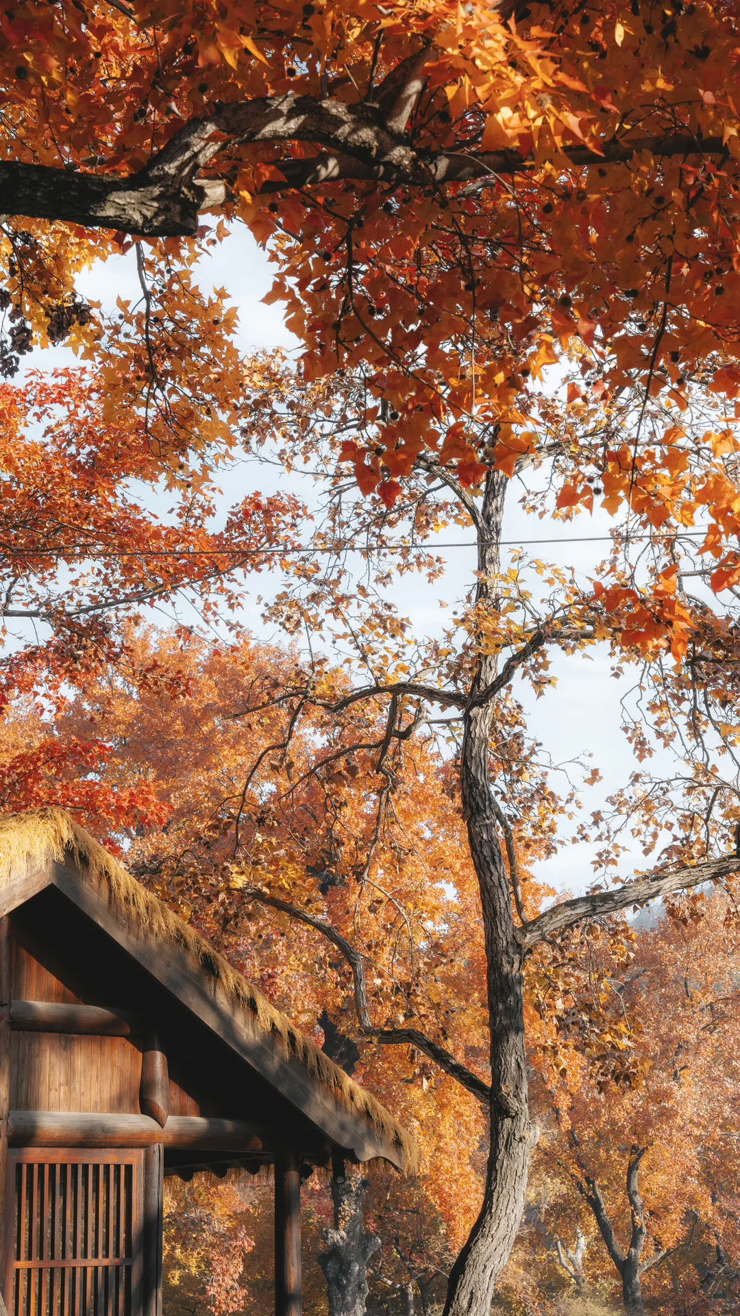 天平山，苏州色彩最丰富的秋天在这里