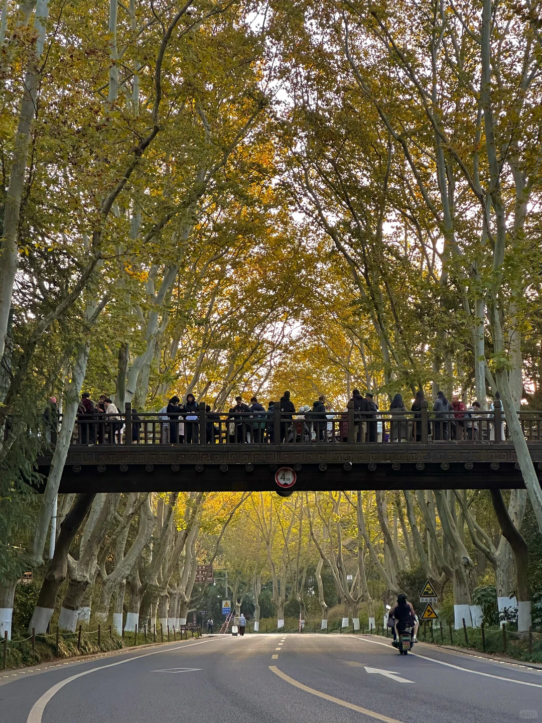 12.1实况！南京的秋天美疯了（合集附地址…