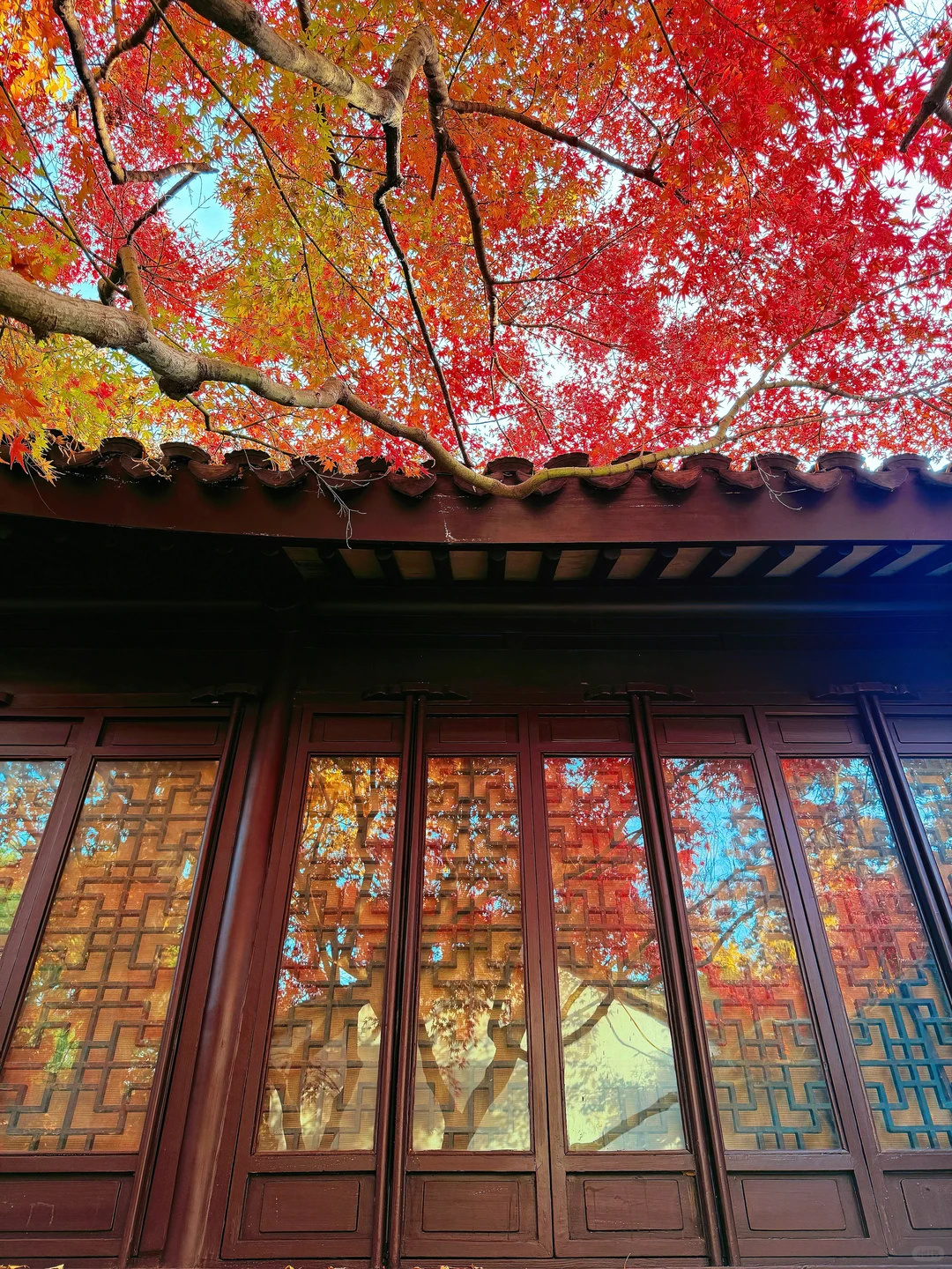 第一个发现苏州这个五彩秋景的人是个天才吧