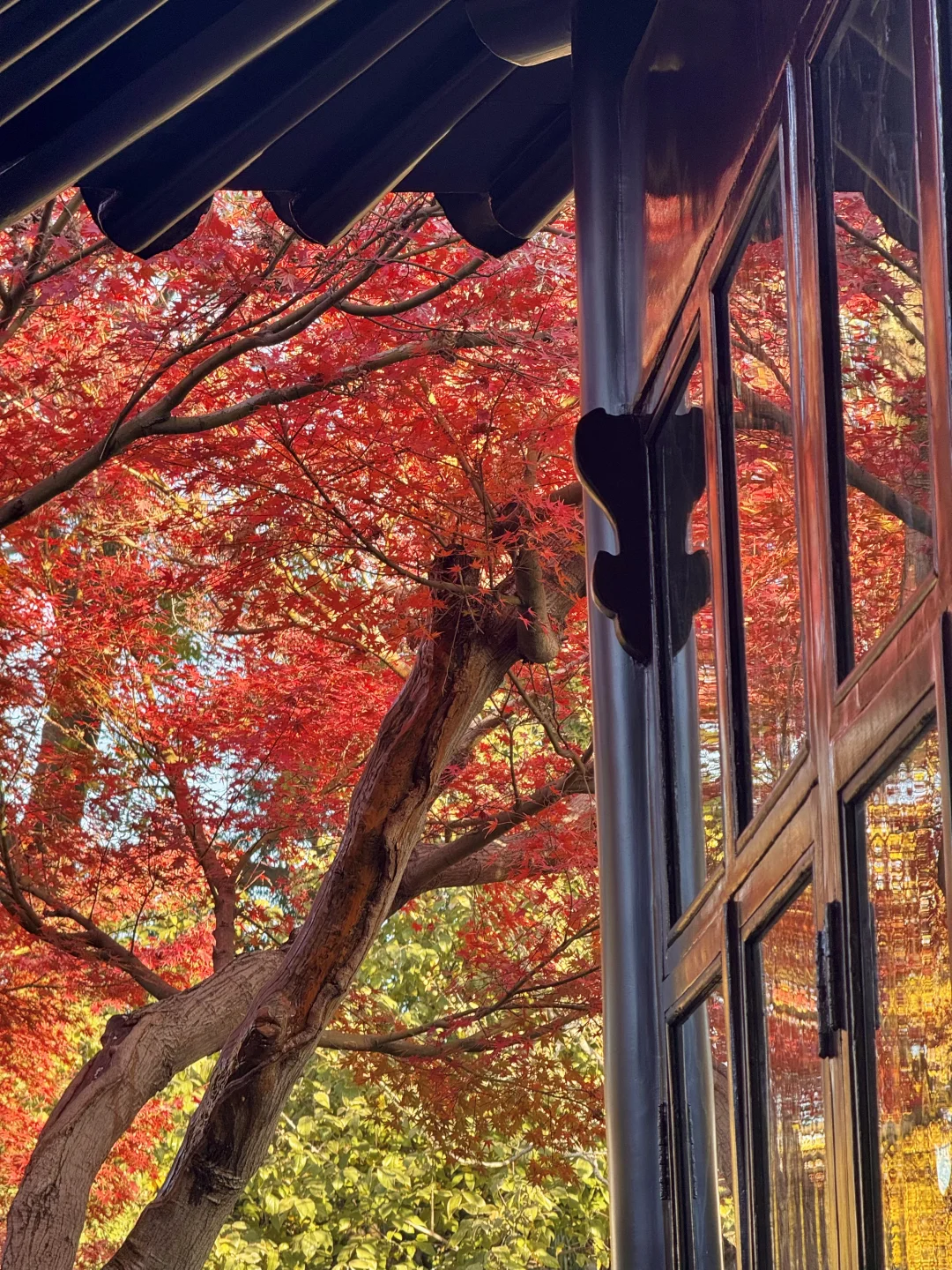 11.29live｜拙政园的秋色美疯了！！！！！🍁