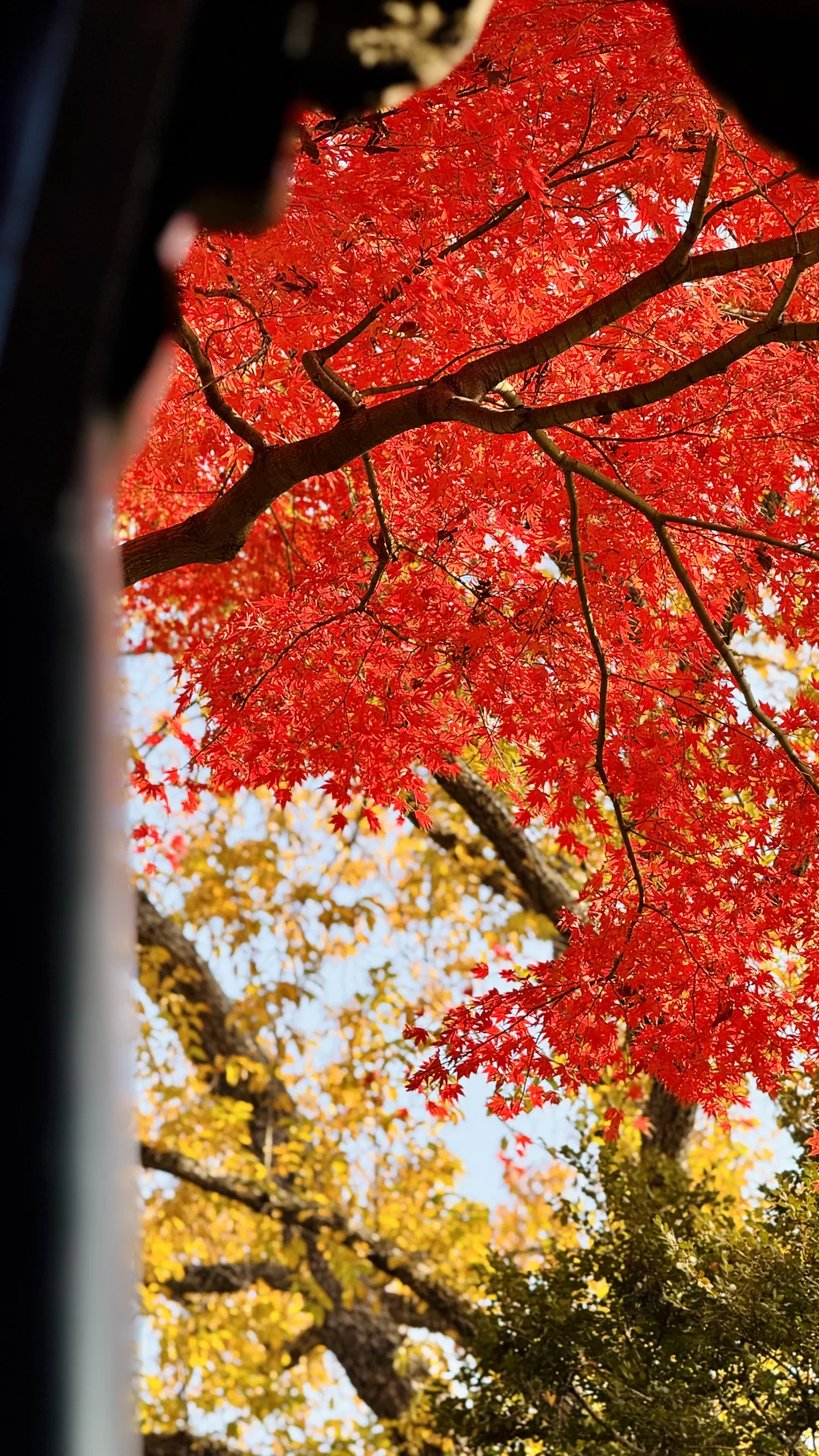 苏州的秋太美了