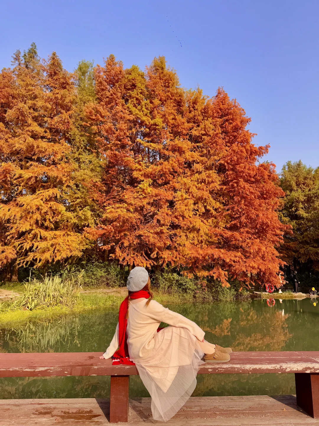 12.1实况！！！苏州的秋天🍂公园都美到失语…