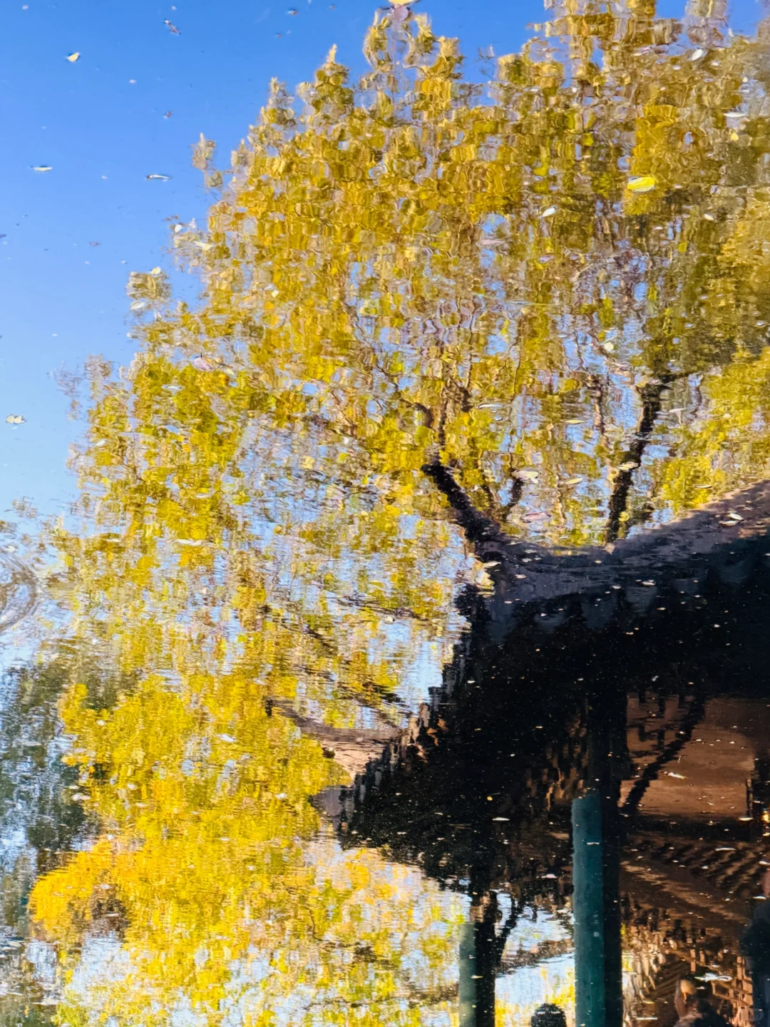 拙政园实况❗️苏州秋天的美，真的很难不爱❗️