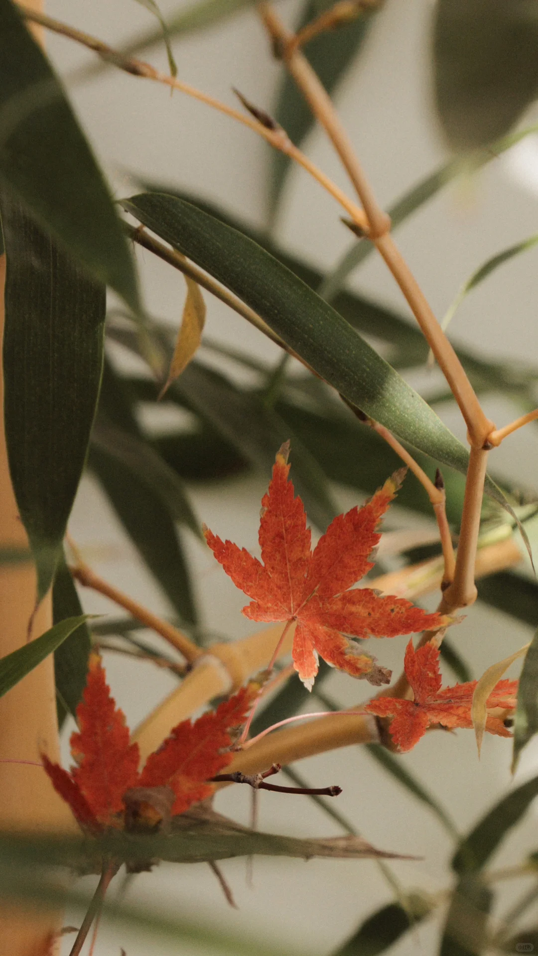 天平山，苏州色彩最丰富的秋天在这里