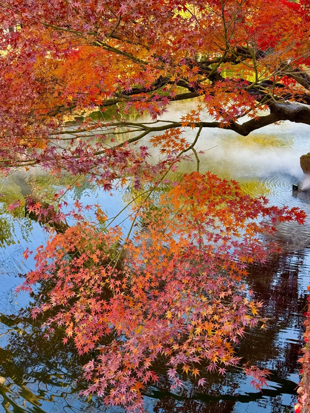 11.29live｜拙政园的秋色美疯了！！！！！🍁