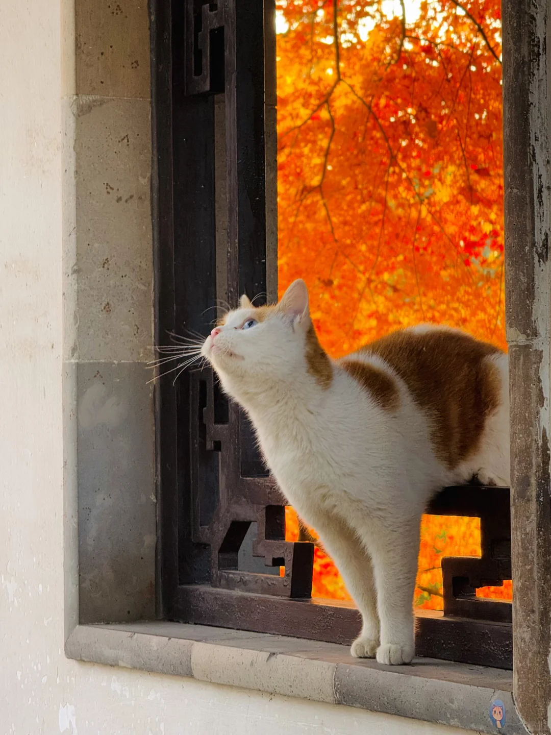 苏州的秋天即将封神 ！！！