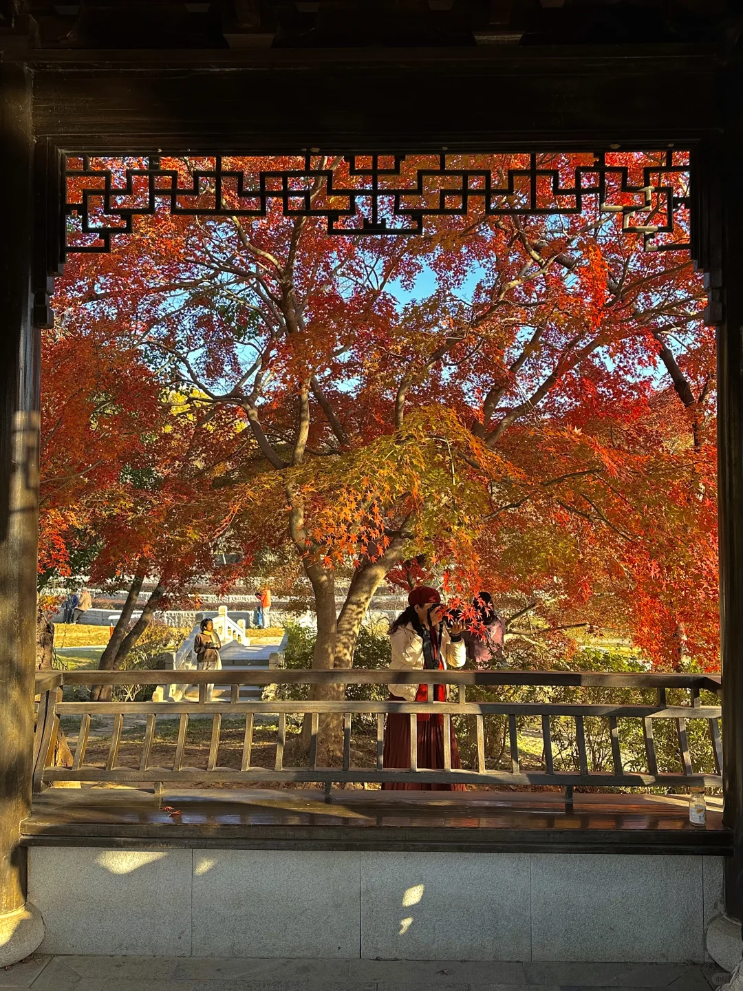 12.1实况！南京的秋天美疯了（合集附地址…