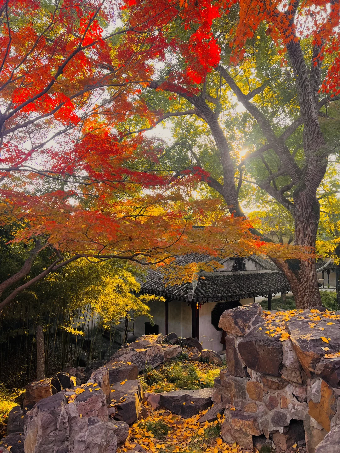 苏州的秋天即将封神 ！！！