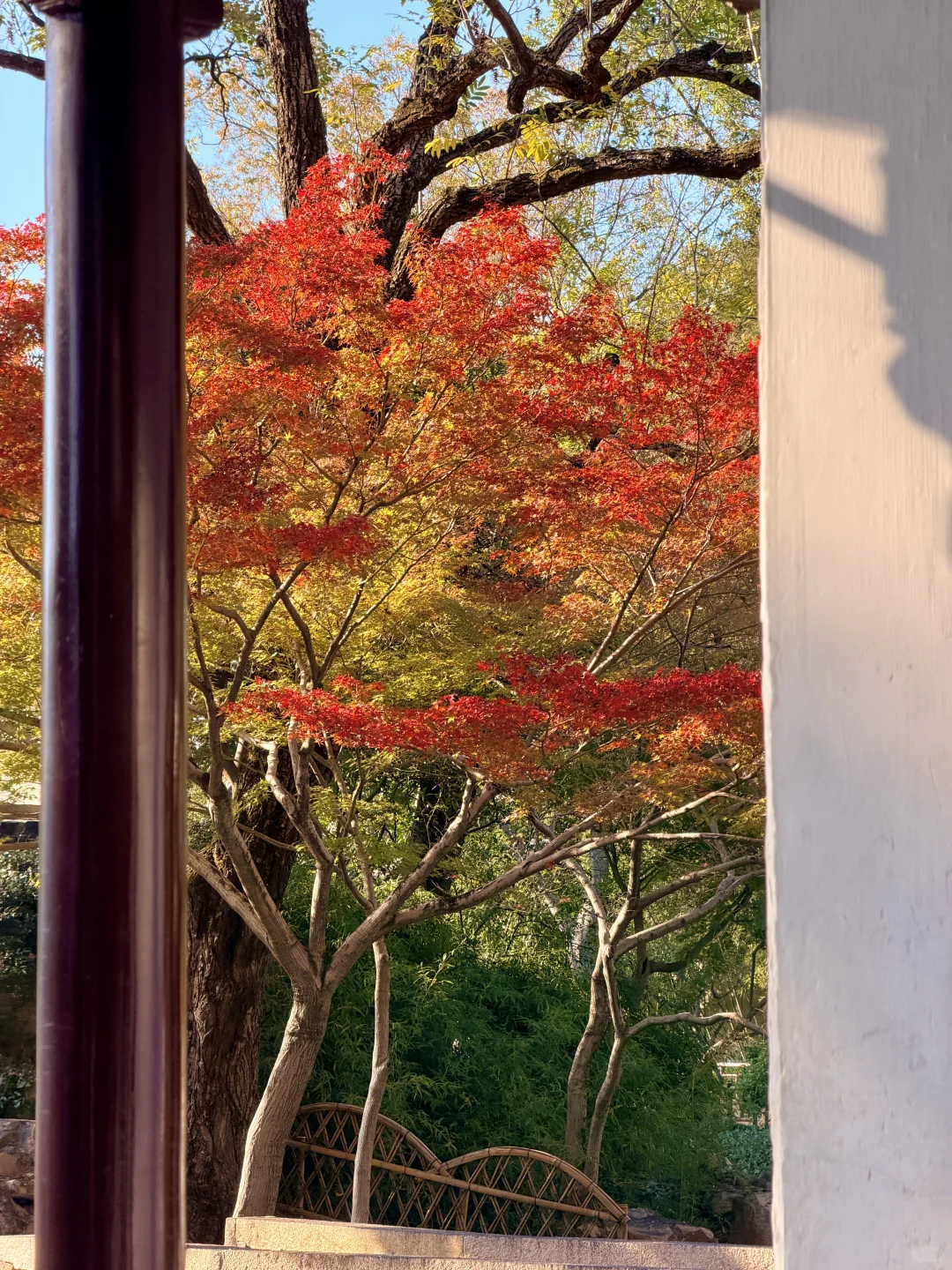 拙政园实况❗️苏州秋天的美，真的很难不爱❗️