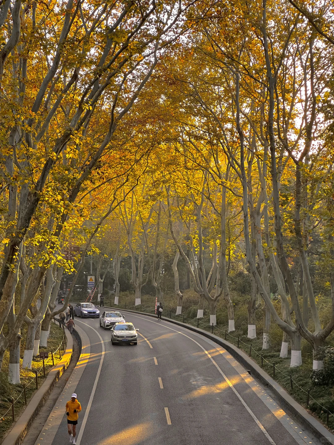 12.1实况！南京的秋天美疯了（合集附地址…