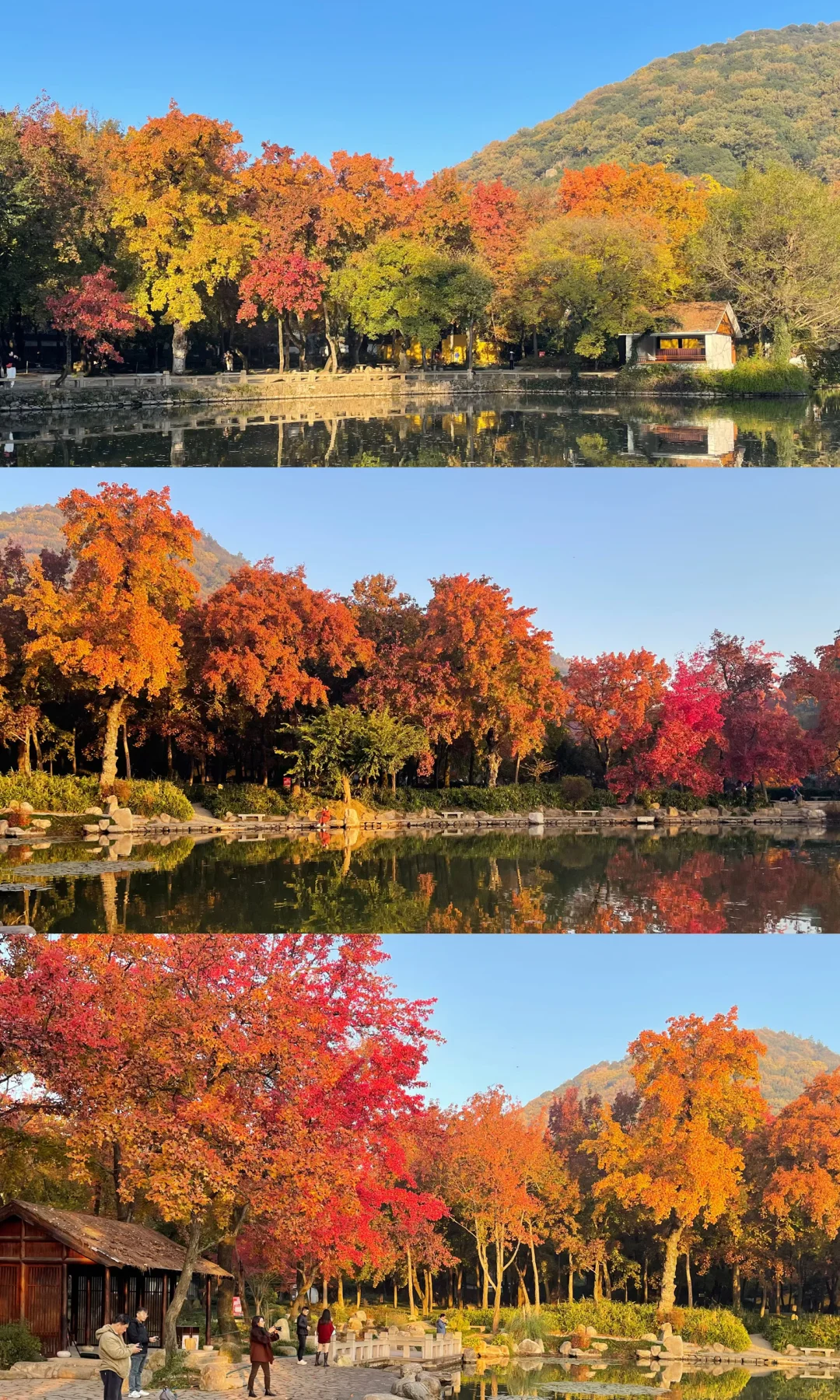 18张live图🍁告诉你苏州秋天有多美！！