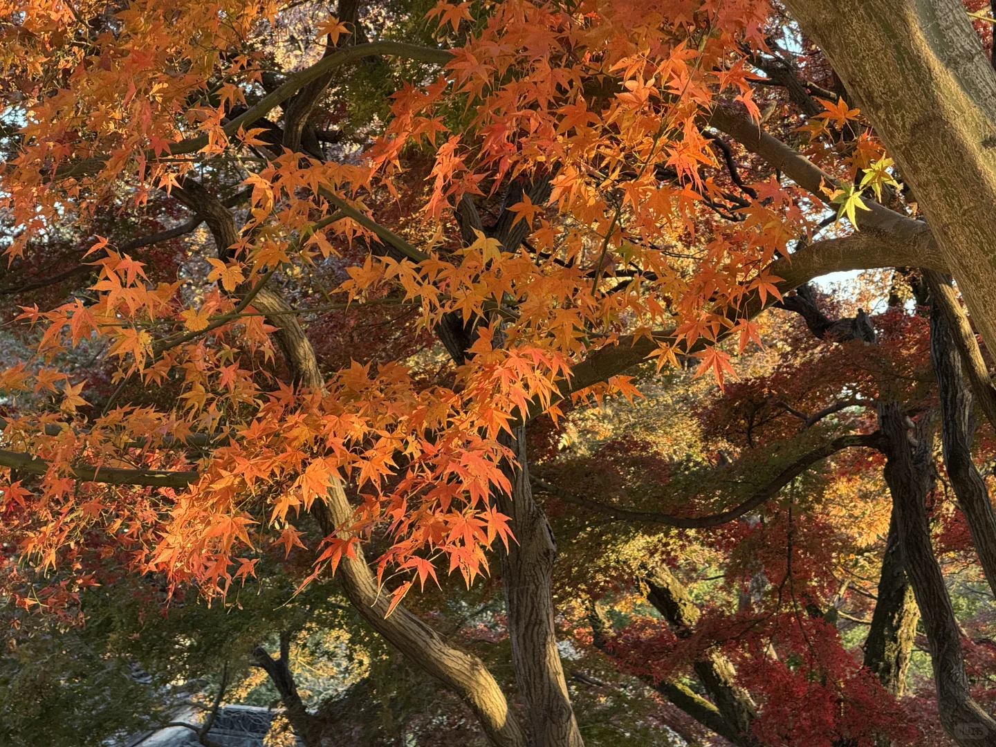 苏州的的秋马上要结束了