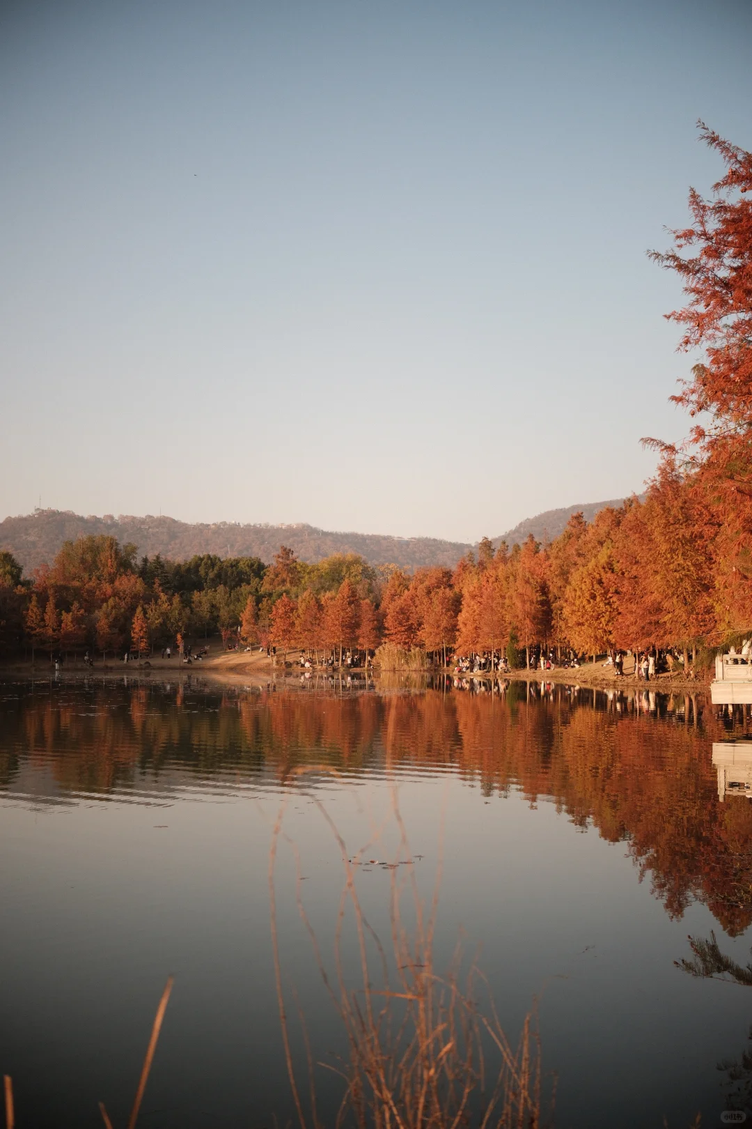 南京的秋天太絕絕子了