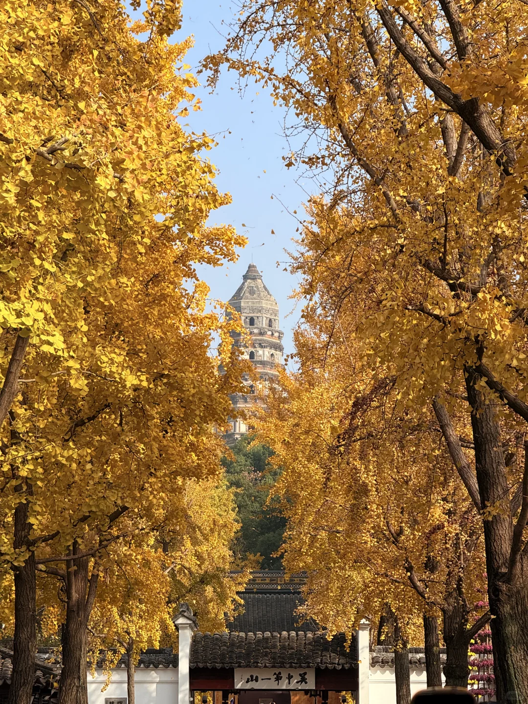 12.1日 苏州的秋天也接近尾声了