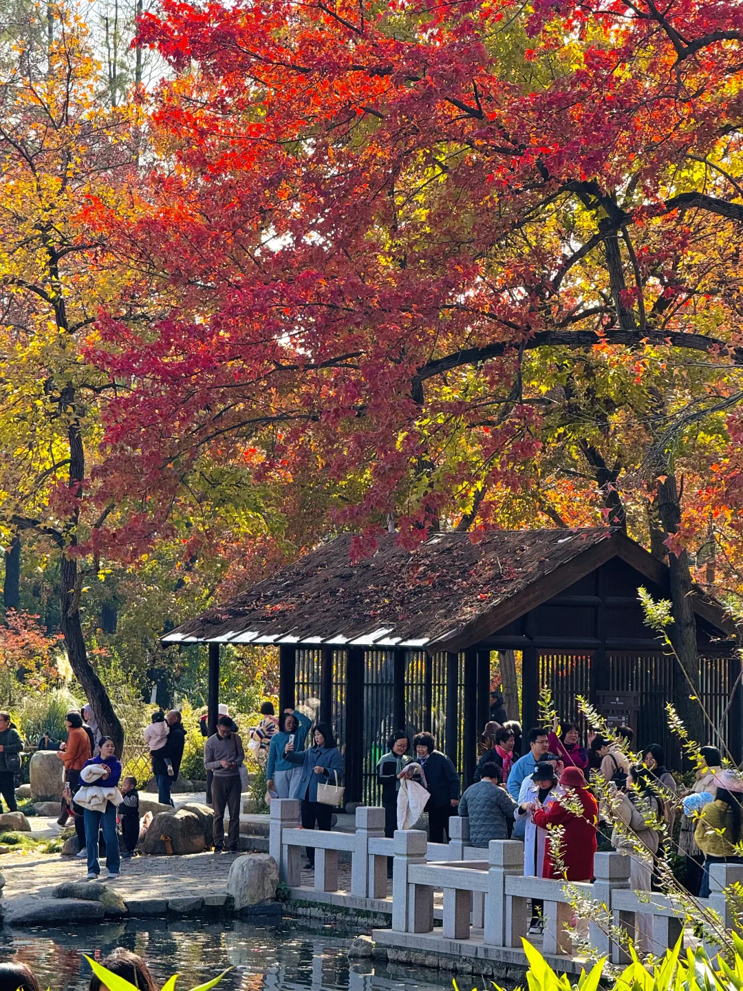 苏州的秋天即将封神 ！！！