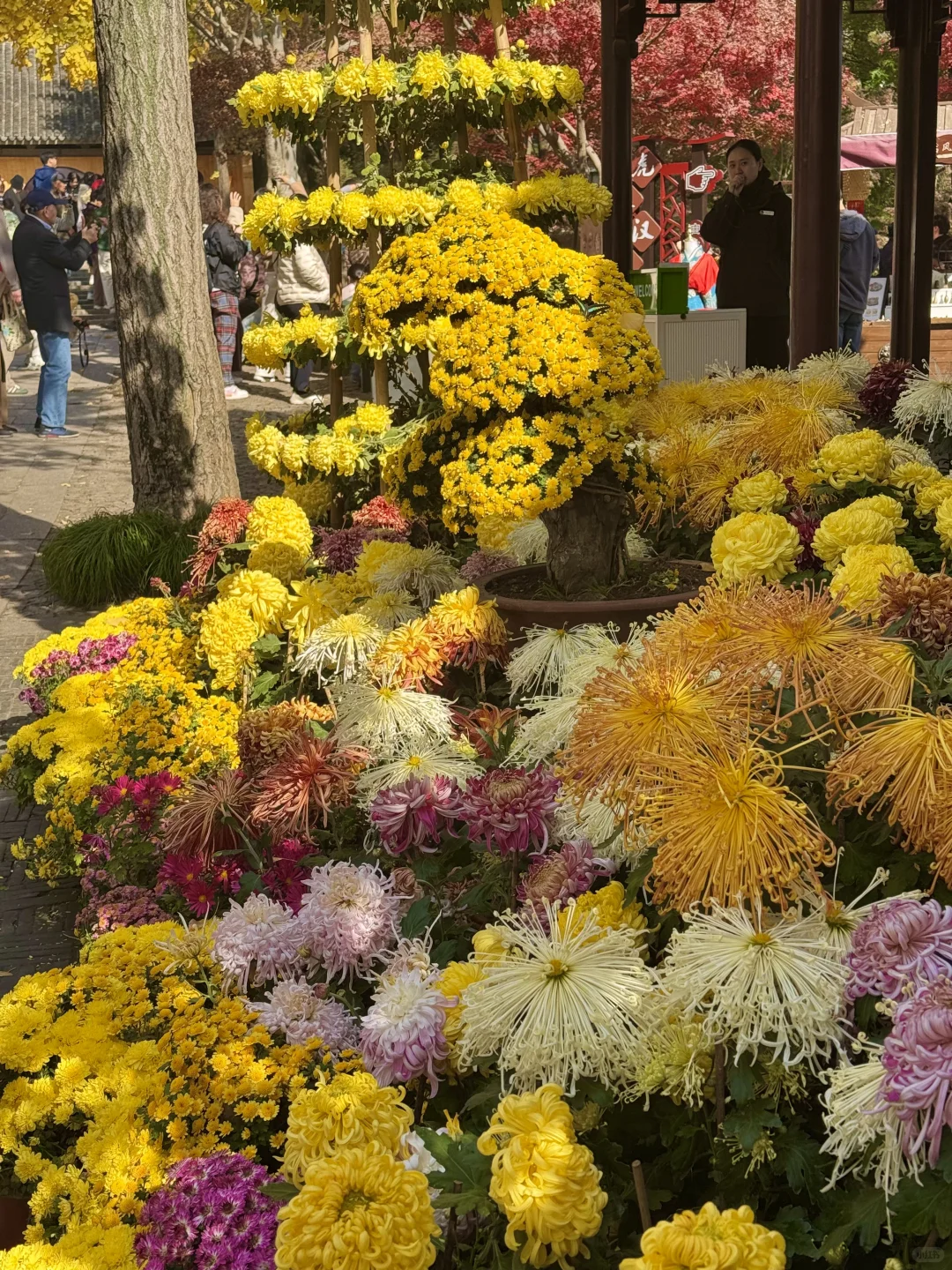 11.30实况｜虎丘秋景已经封神！！！！！🍁🍂