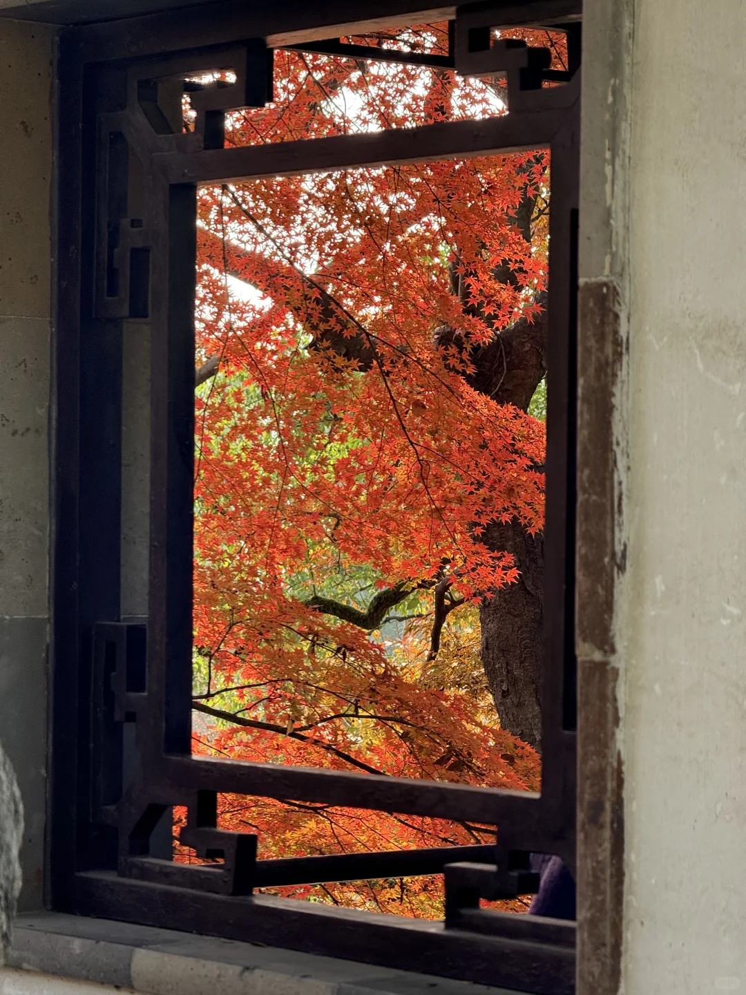 12.1日 苏州的秋天也接近尾声了