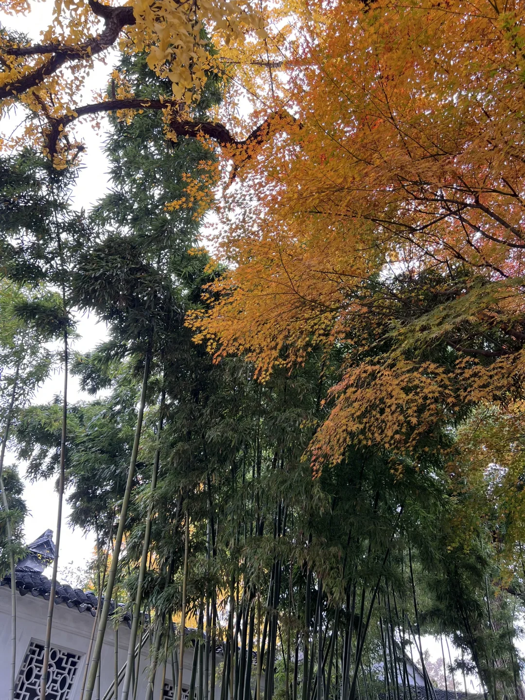 上有天堂、下有蘇杭🌷🌱🌸🍃🍁💐