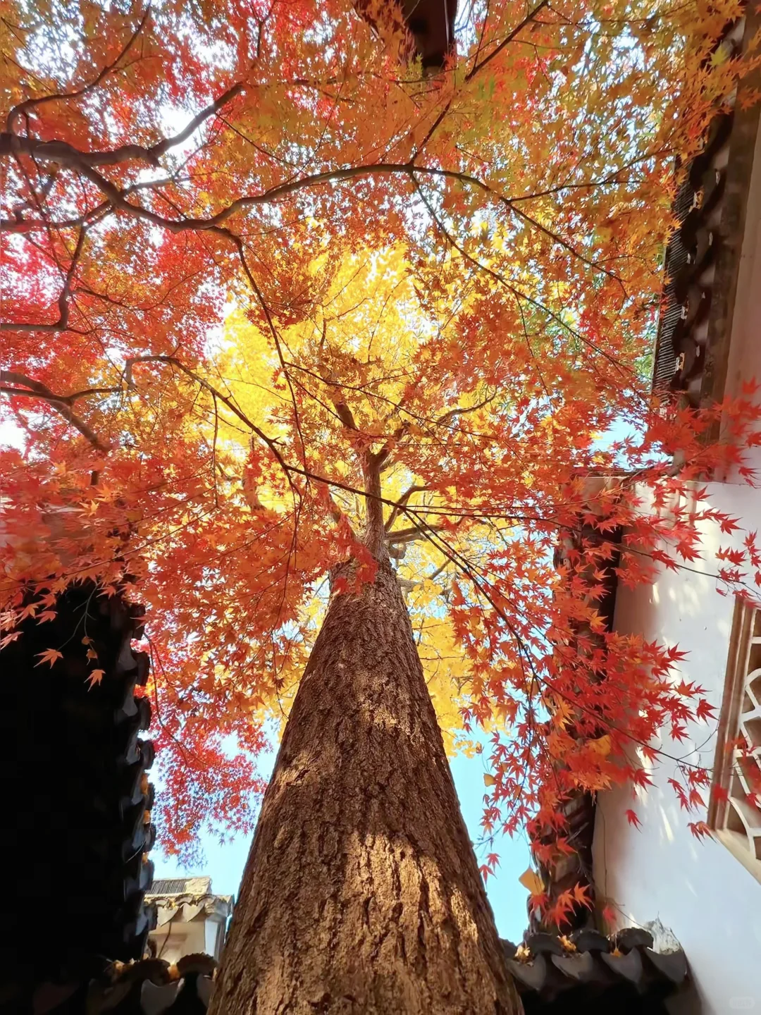 第一个发现苏州这个五彩秋景的人是个天才吧