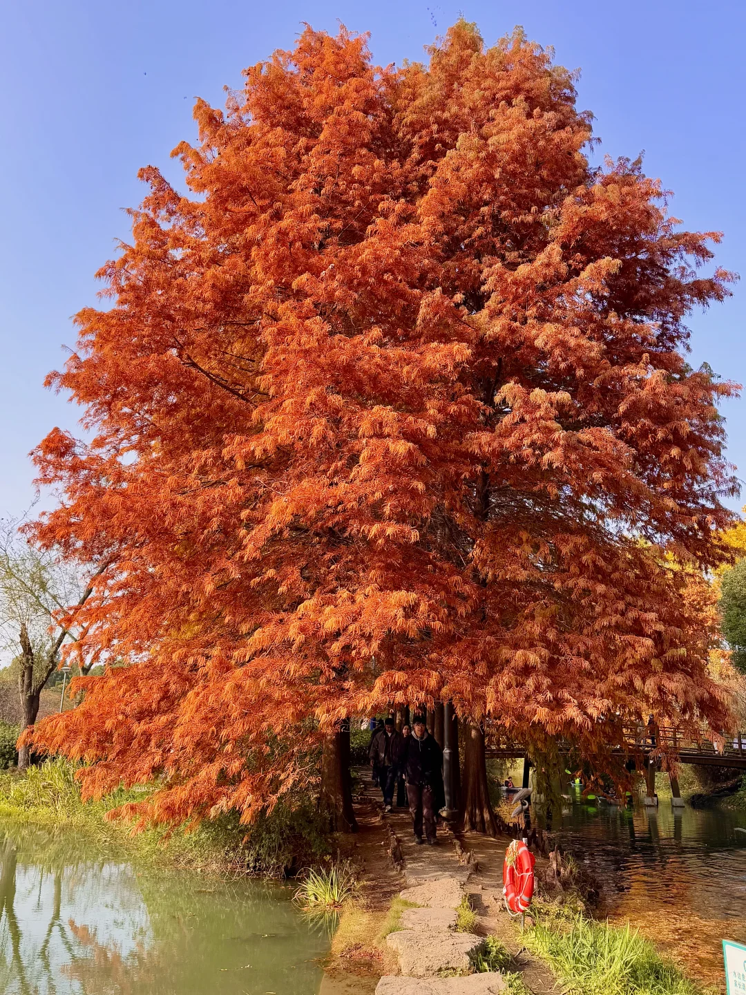 12.1实况！！！苏州的秋天🍂公园都美到失语…