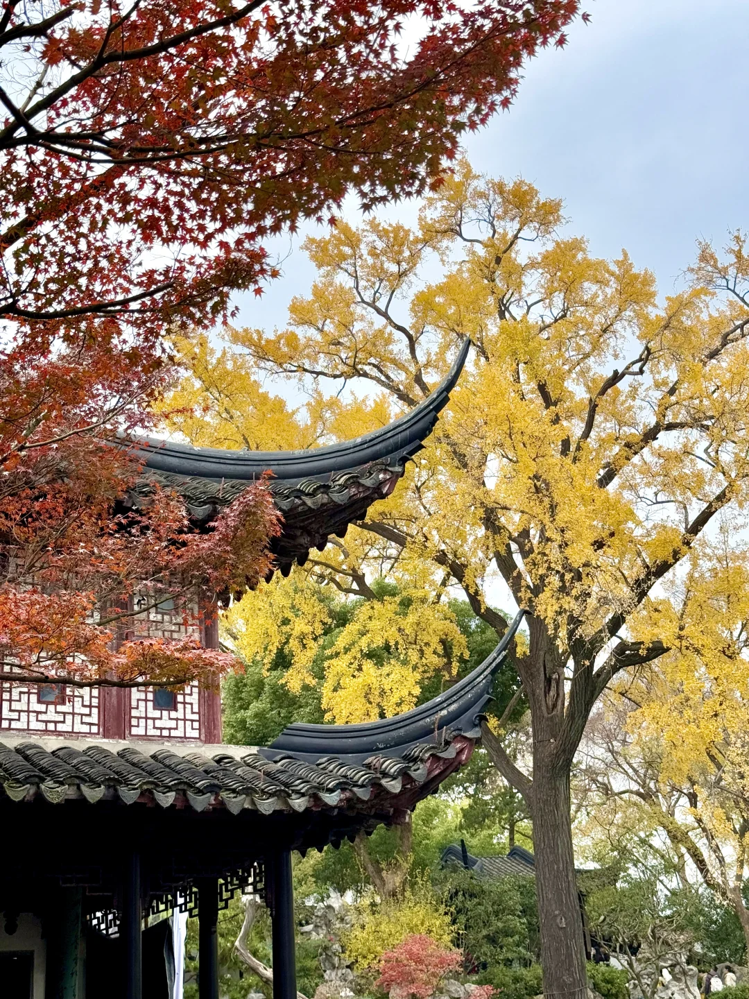 Live🍁接下来的苏州，将迎来封神级别的秋天