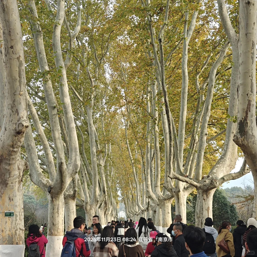 南京游，徒步狂徒都怂了
