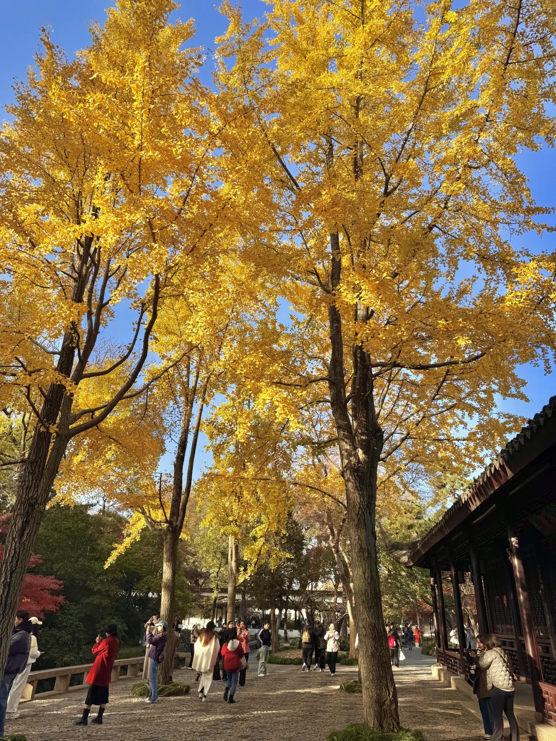 11.29live｜拙政园的秋色美疯了！！！！！🍁