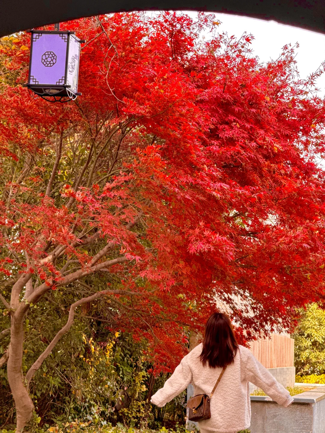 苏州园林的红枫 🍁 真的美炸了！！！