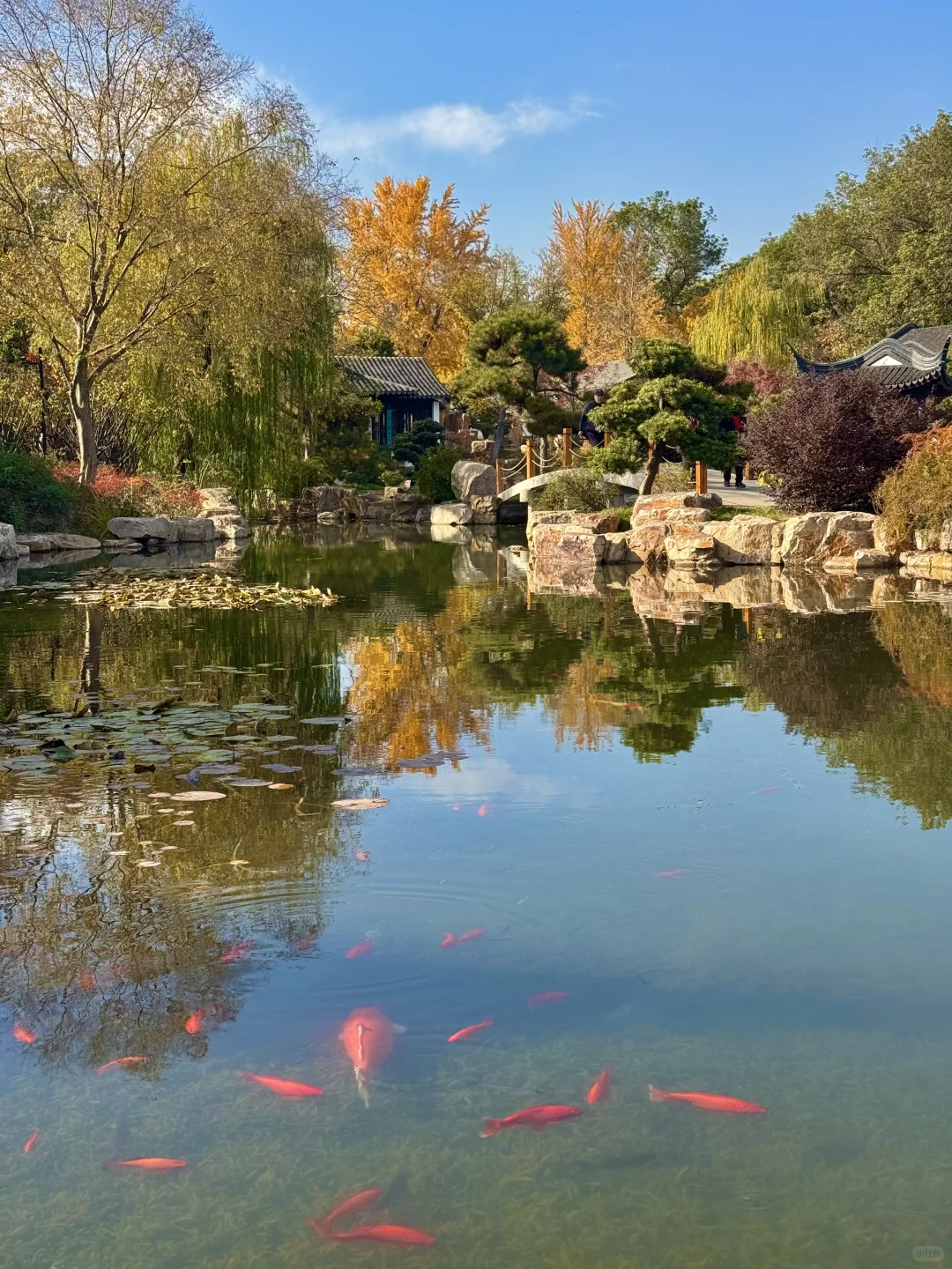 11.30实况｜虎丘秋景已经封神！！！！！🍁🍂
