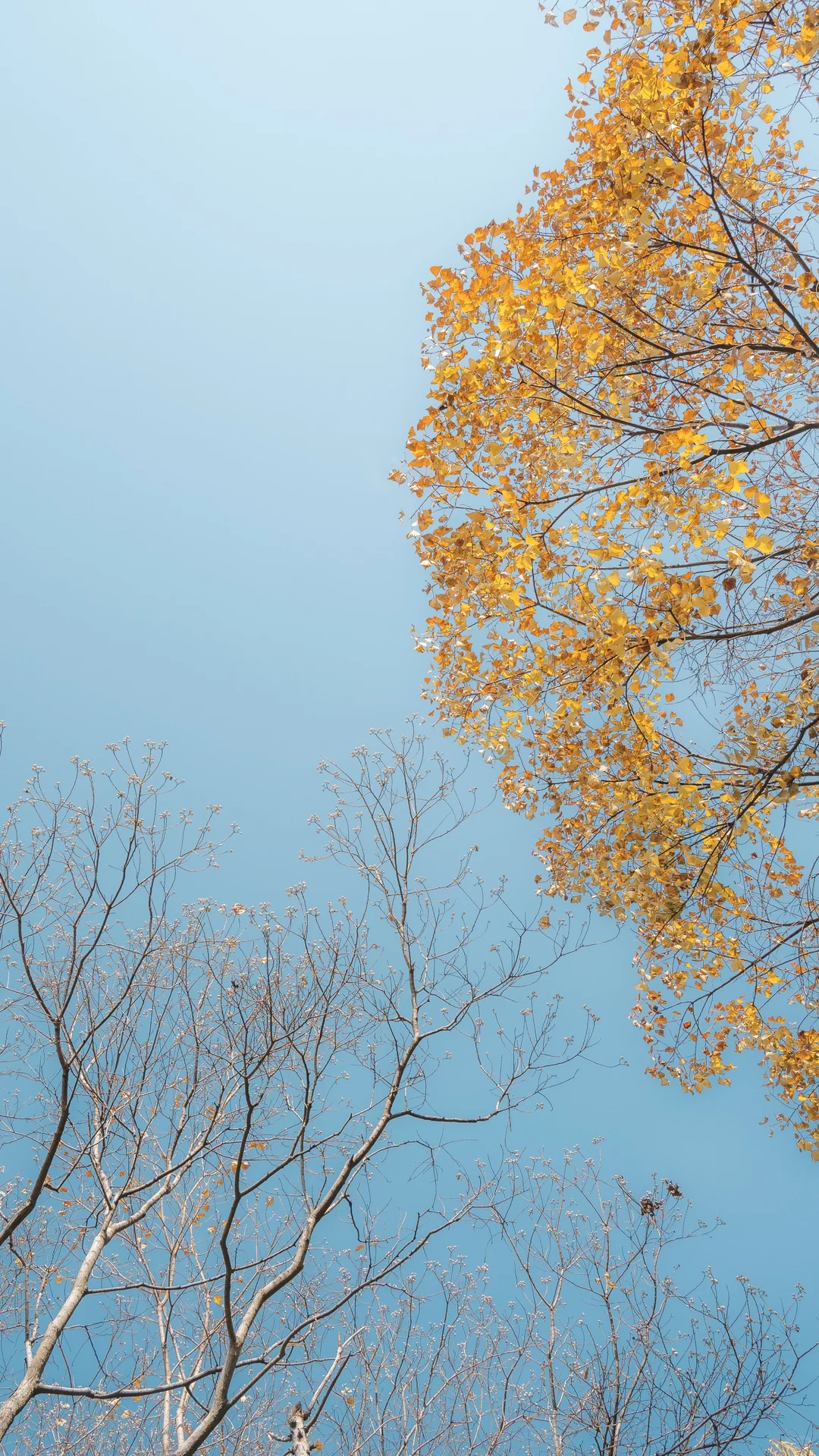 天平山，苏州色彩最丰富的秋天在这里